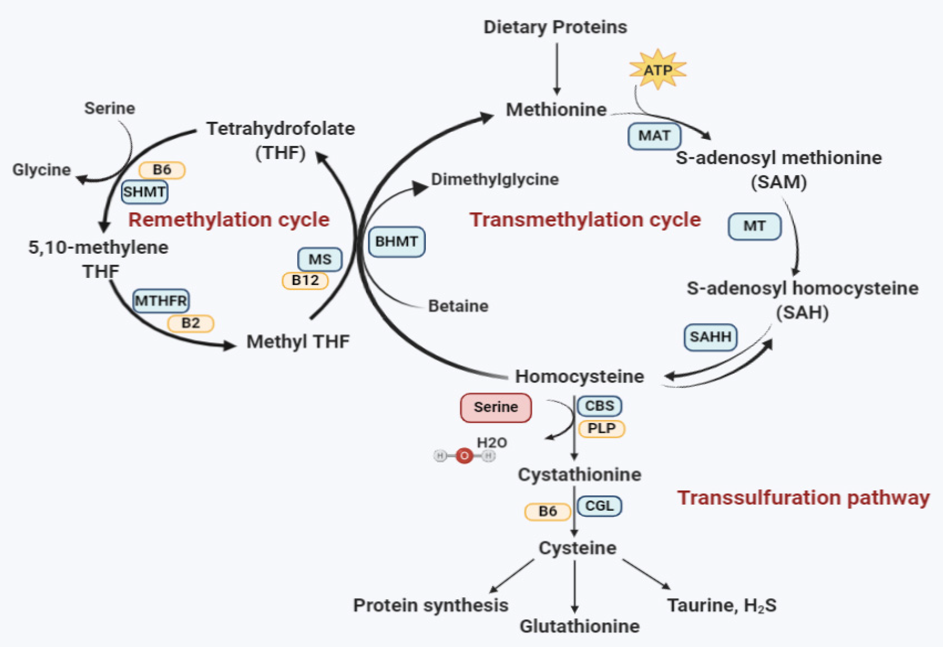 Genes 11 00330 g001
