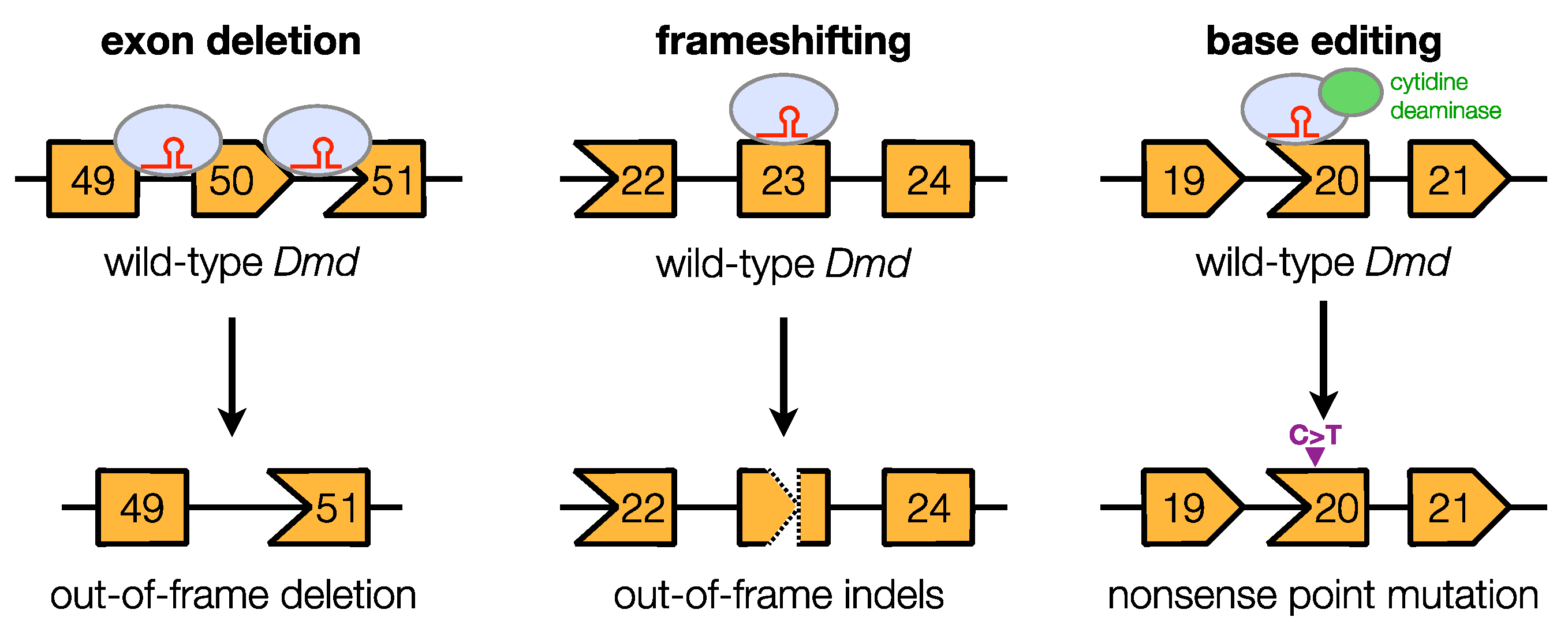 Genes 11 00342 g001