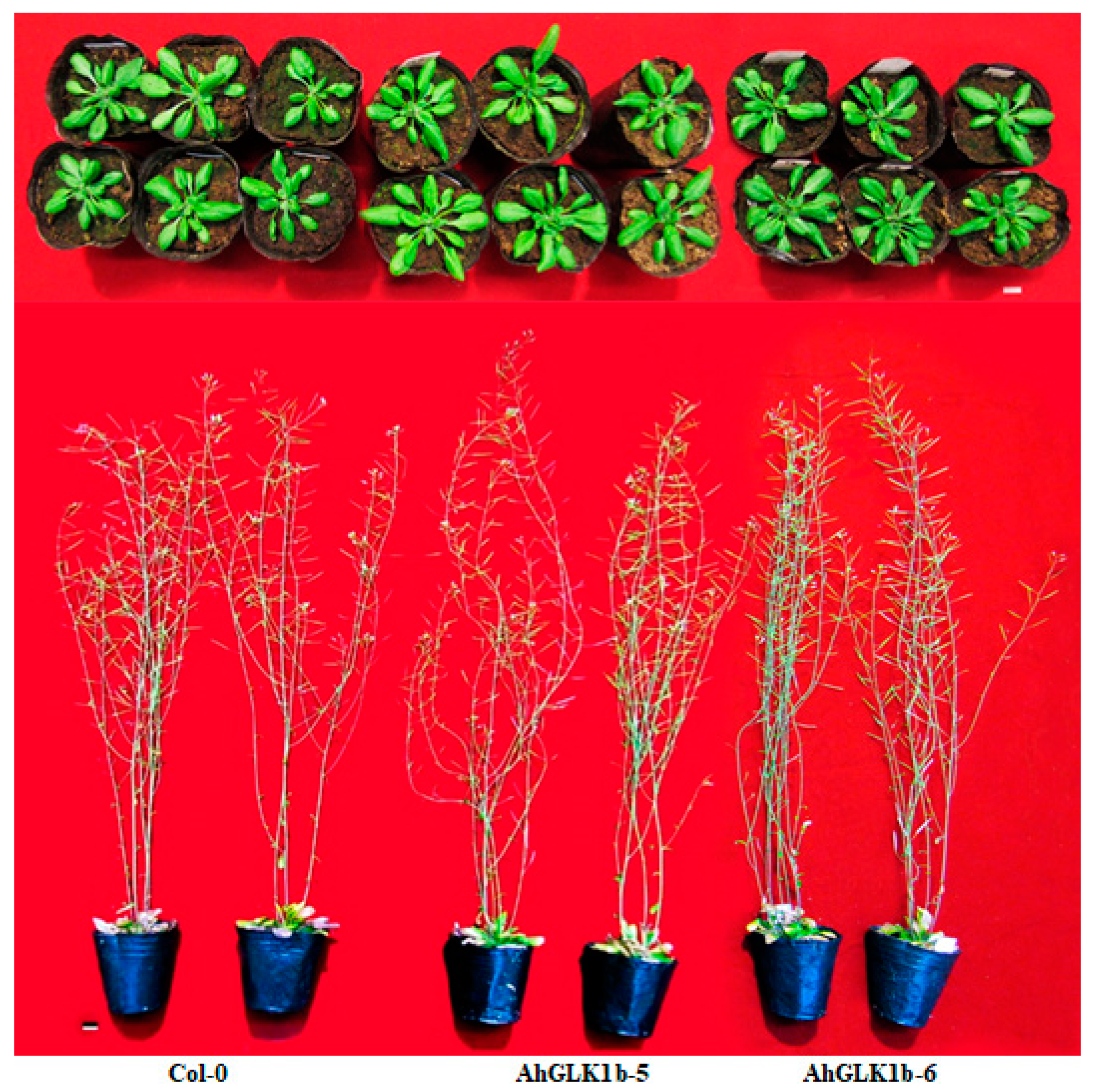 Genes 11 00343 g0a1 Genes 11 00343 g0a1