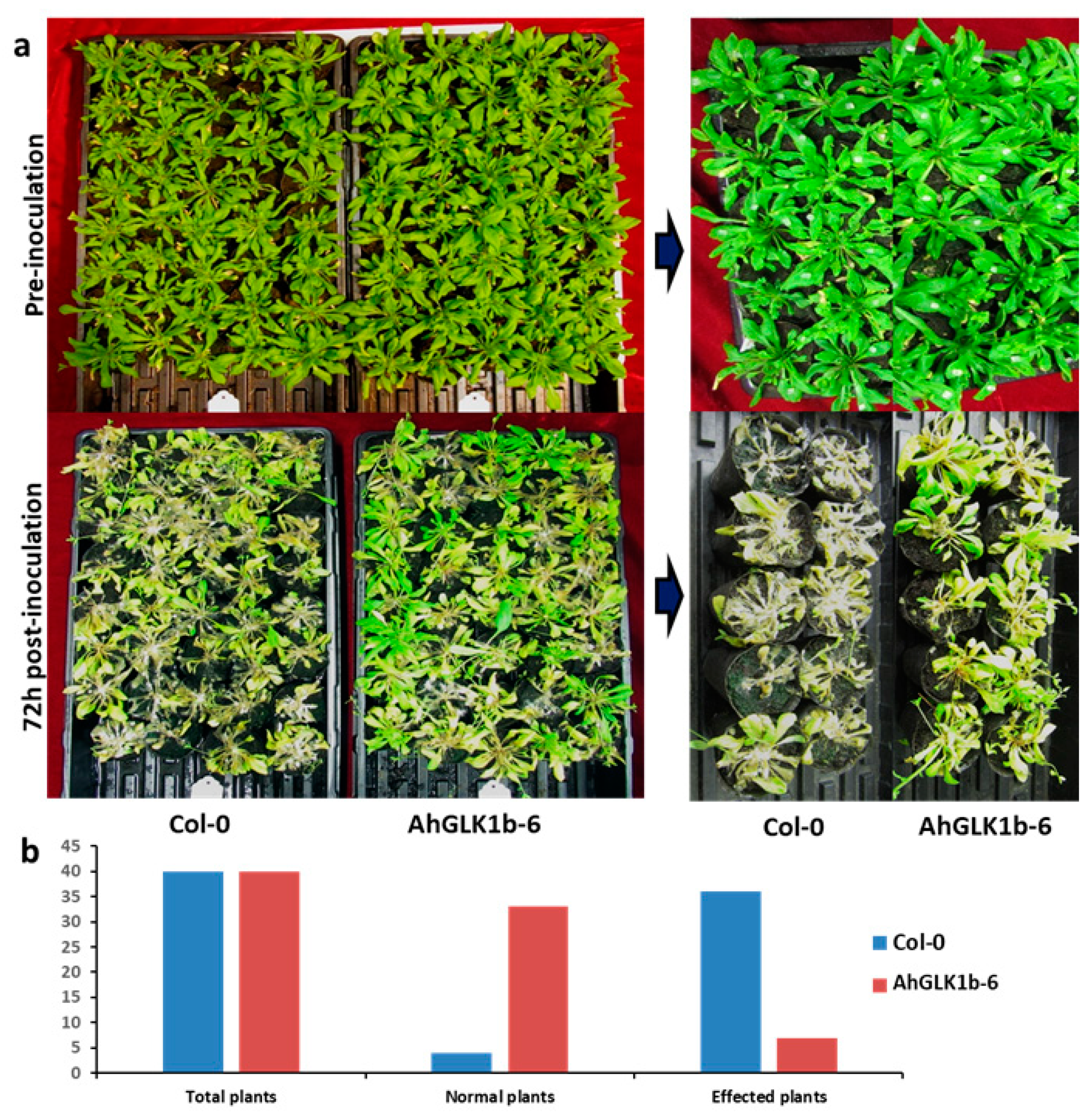 Genes 11 00343 g0a2 Genes 11 00343 g0a2