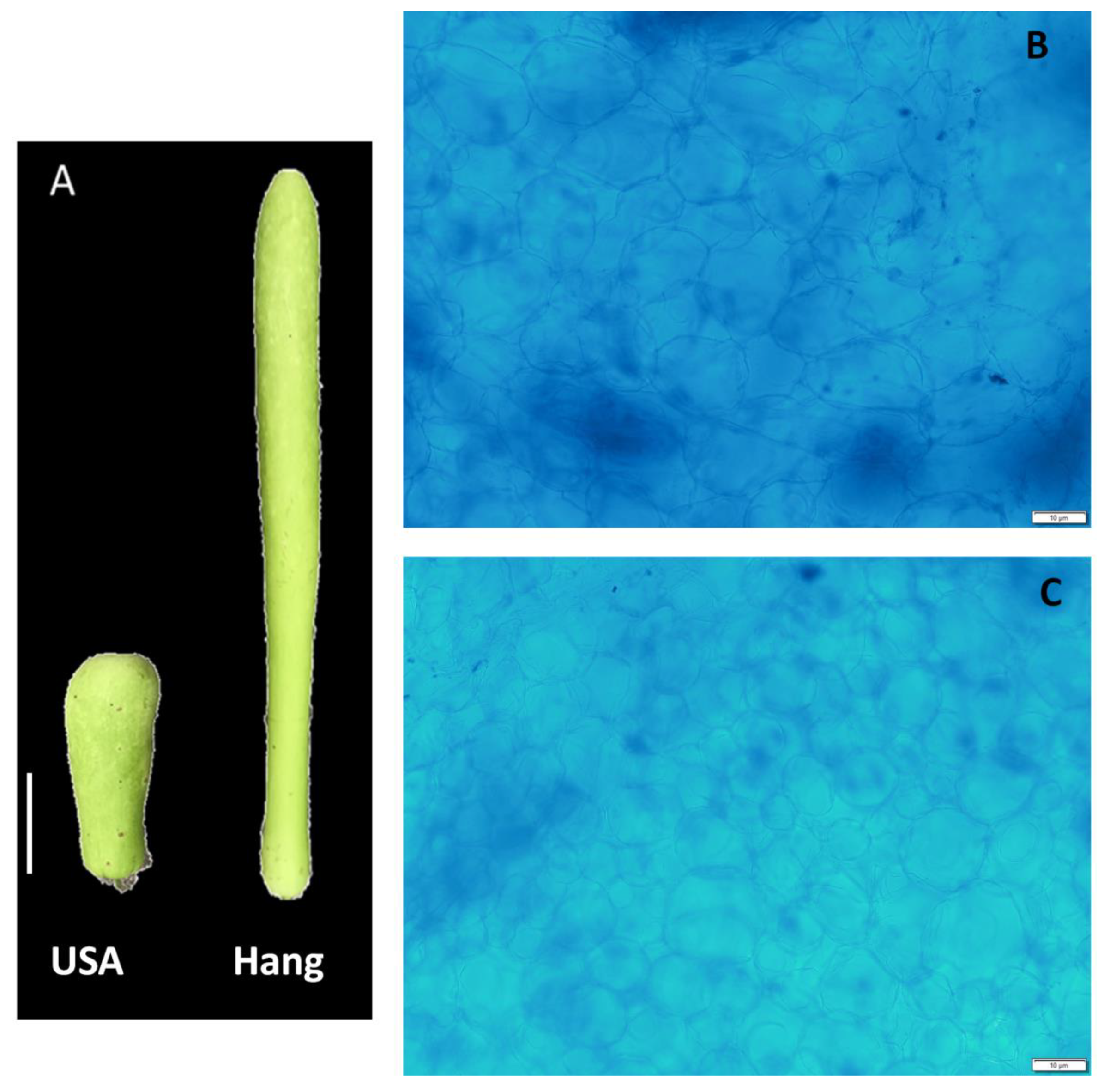 Genes 11 00359 g001 Genes 11 00359 g001