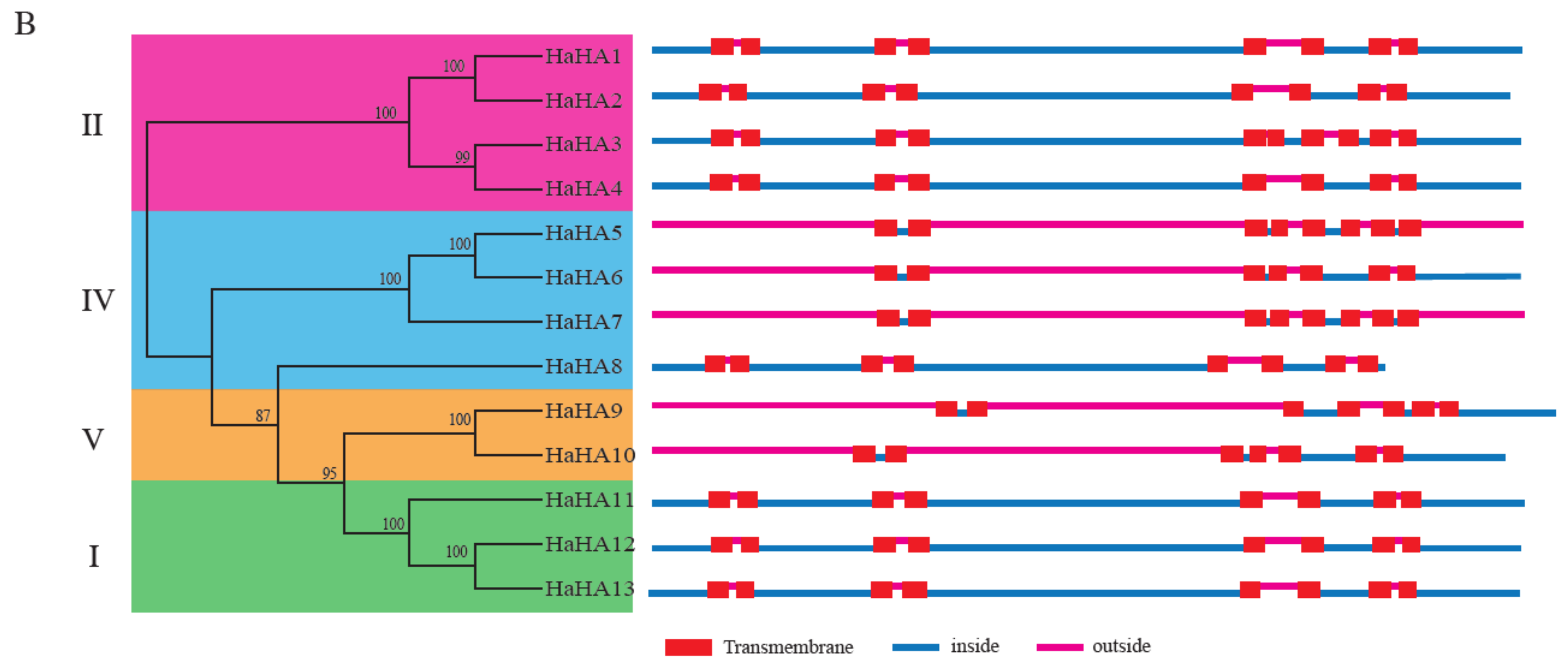 Genes 11 00361 g003c