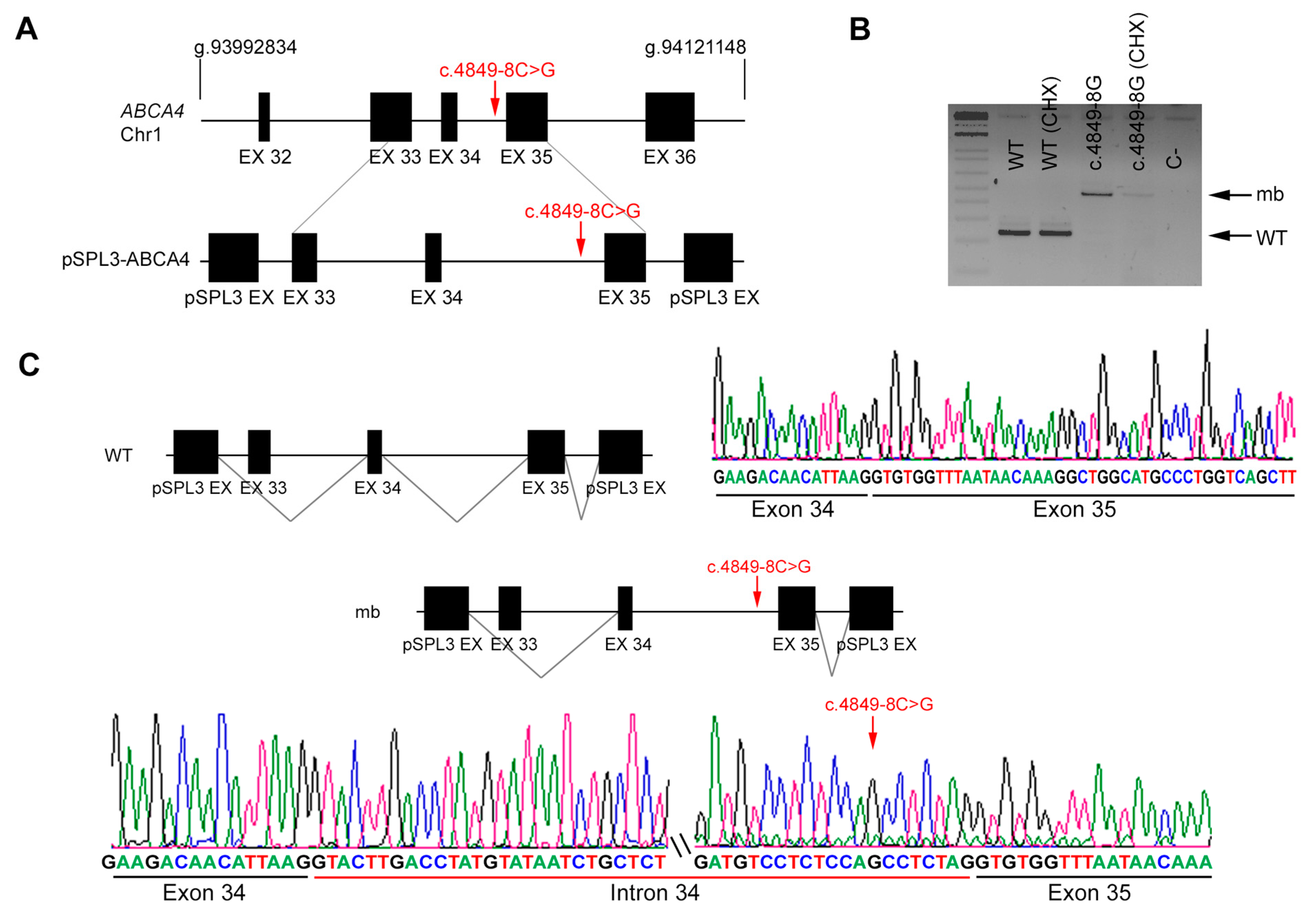Genes 11 00378 g003 Genes 11 00378 g003