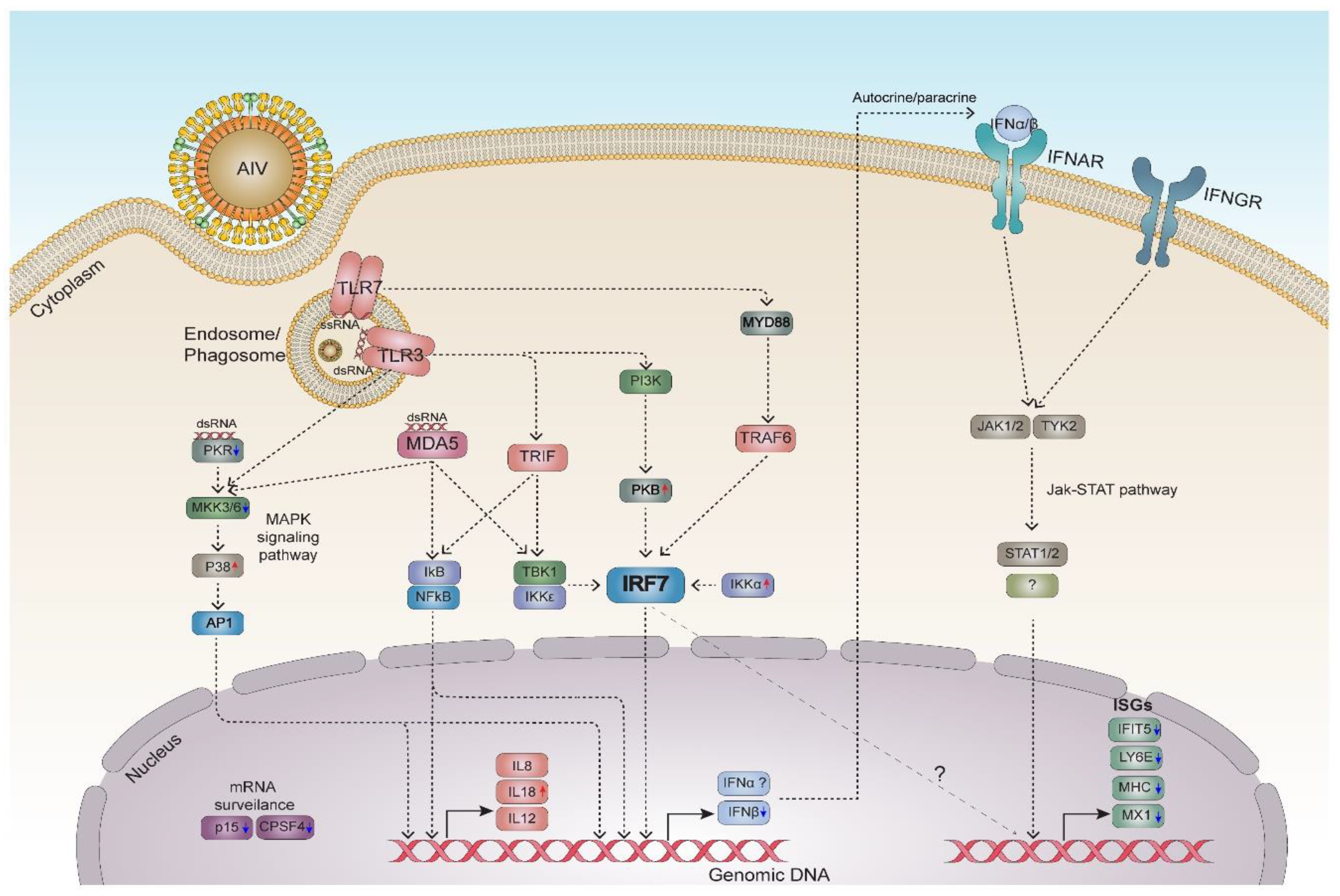 Genes 11 00385 g006 Genes 11 00385 g006