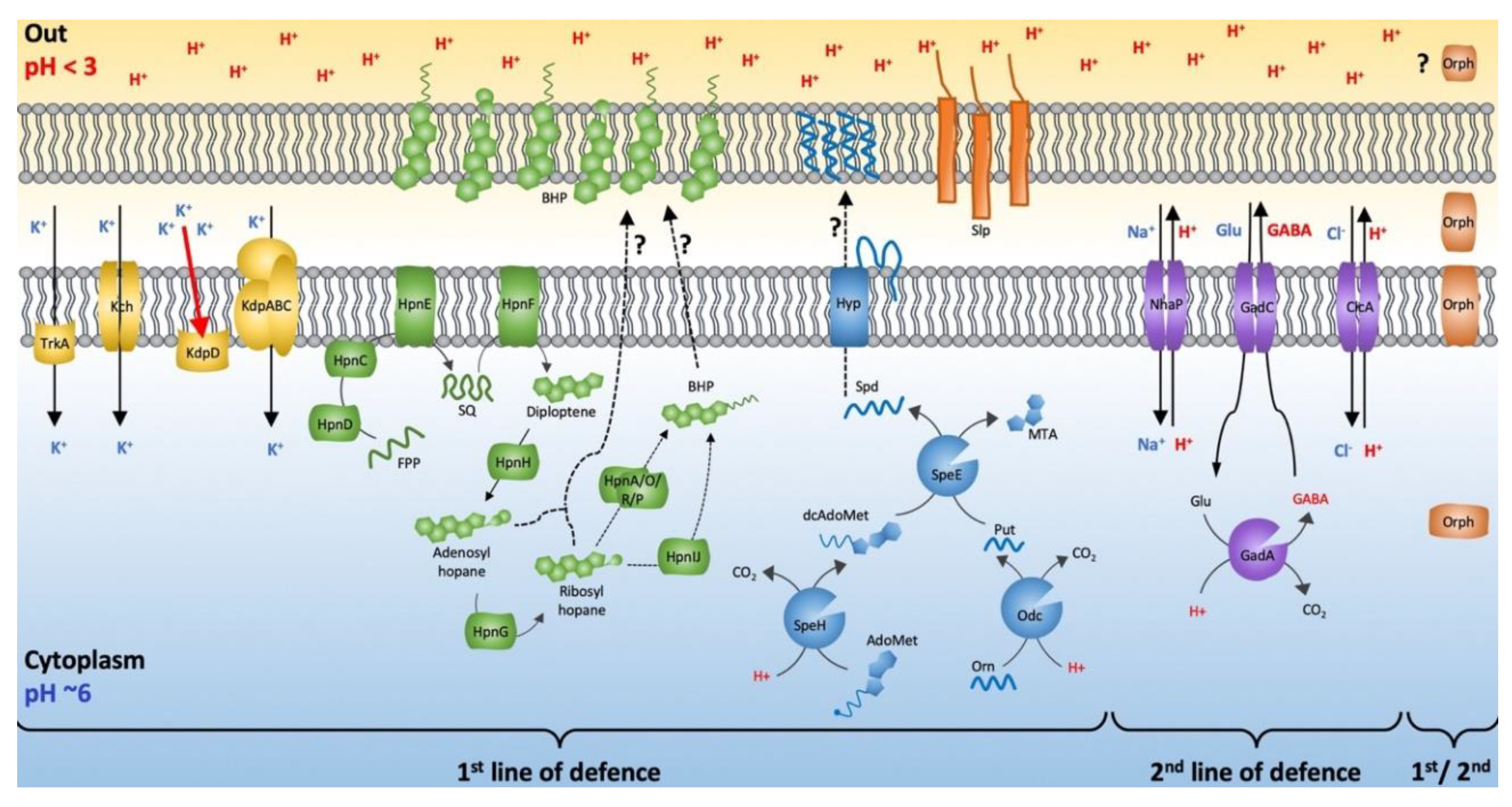 Genes 11 00389 g008 Genes 11 00389 g008