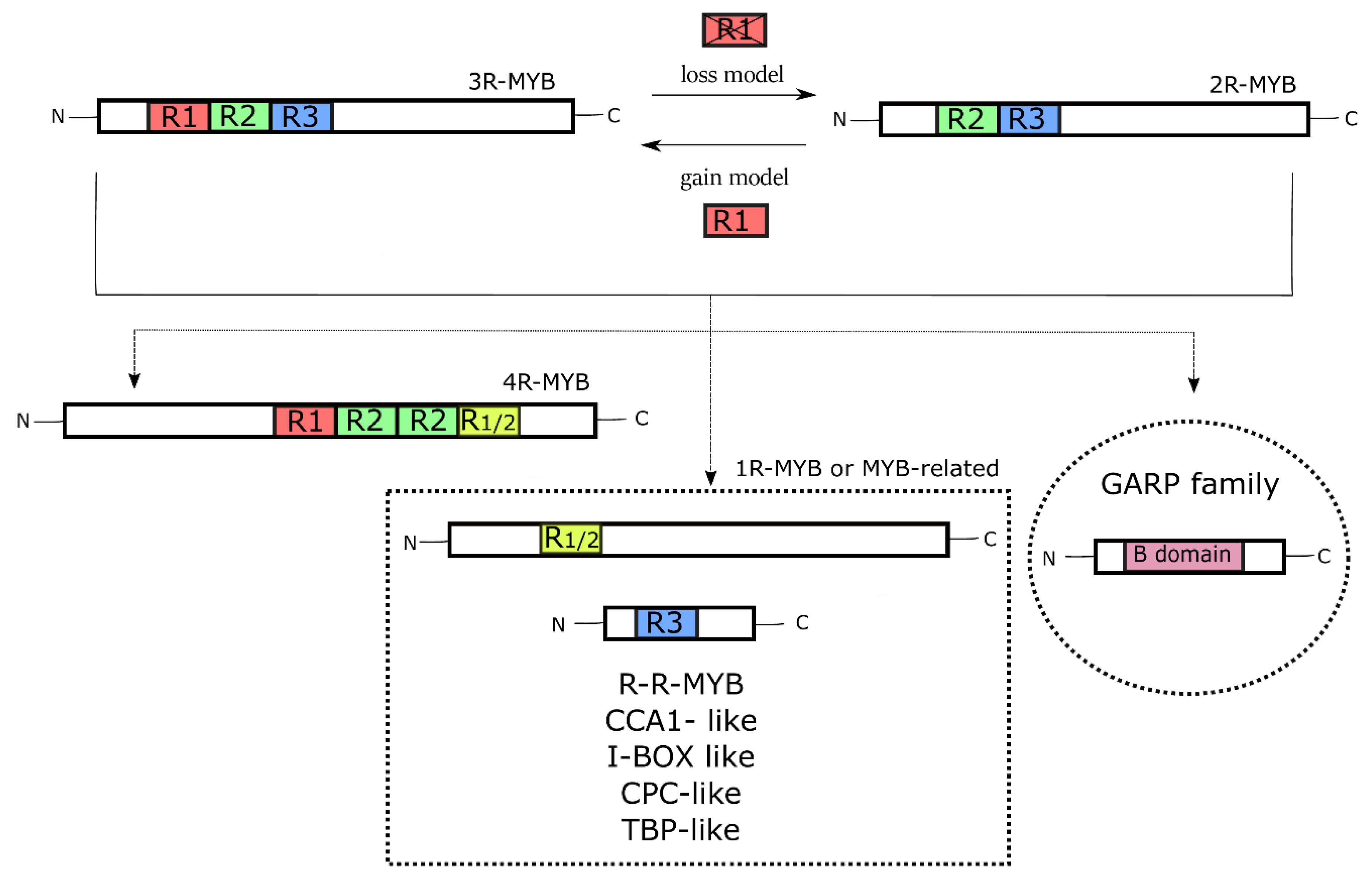 Genes 11 00395 g003 Genes 11 00395 g003