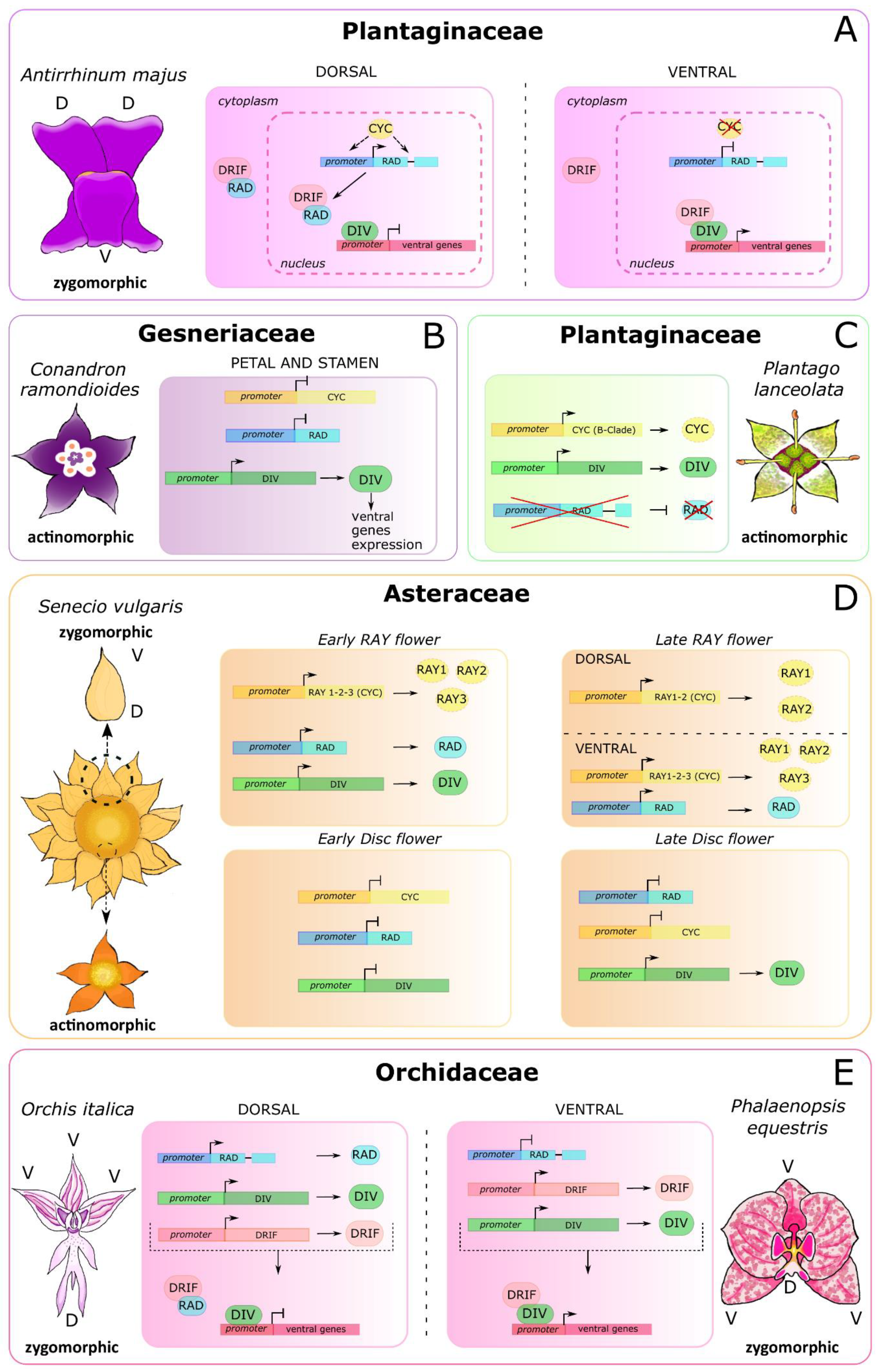 Genes 11 00395 g004 Genes 11 00395 g004