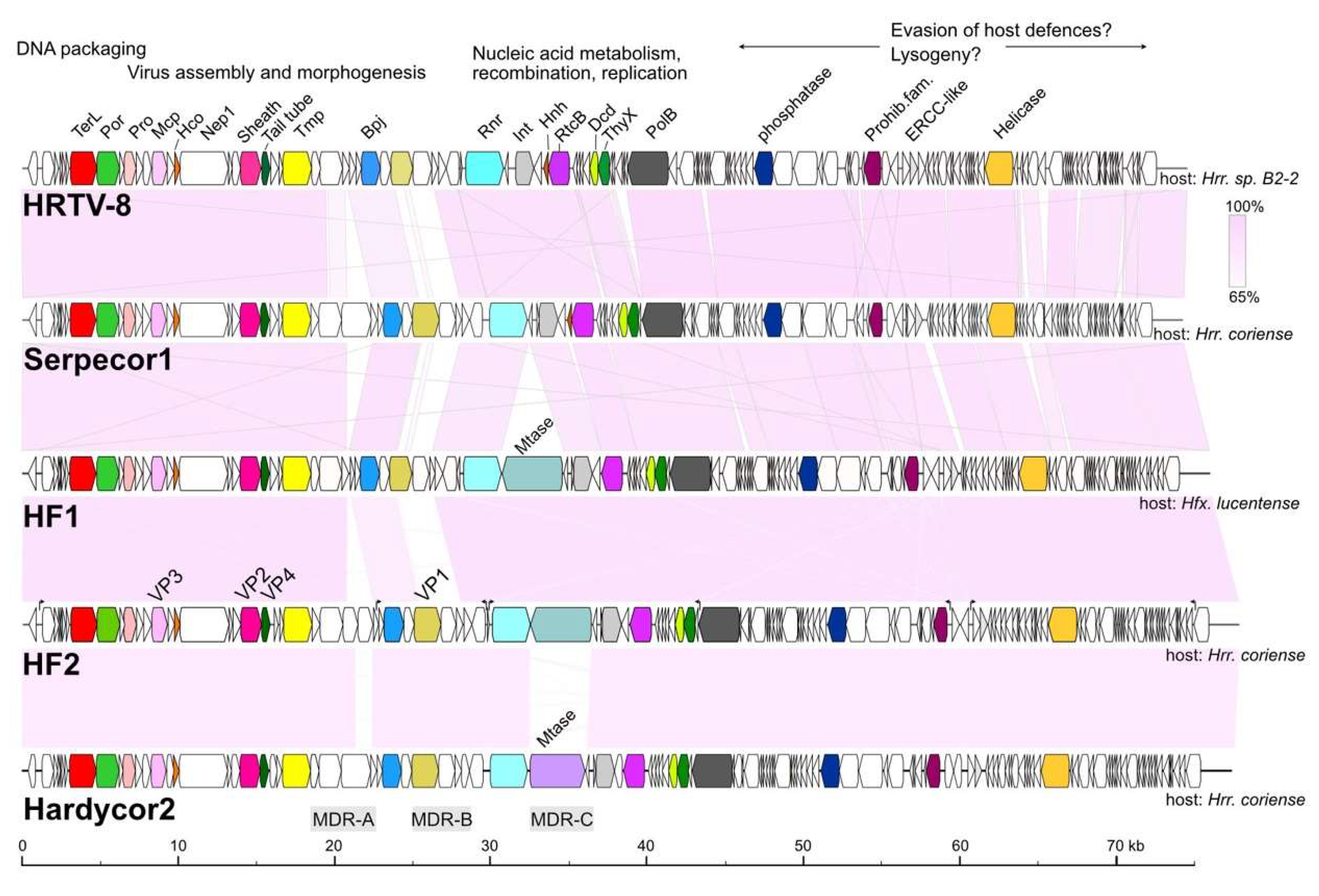 Genes 11 00405 g004 Genes 11 00405 g004