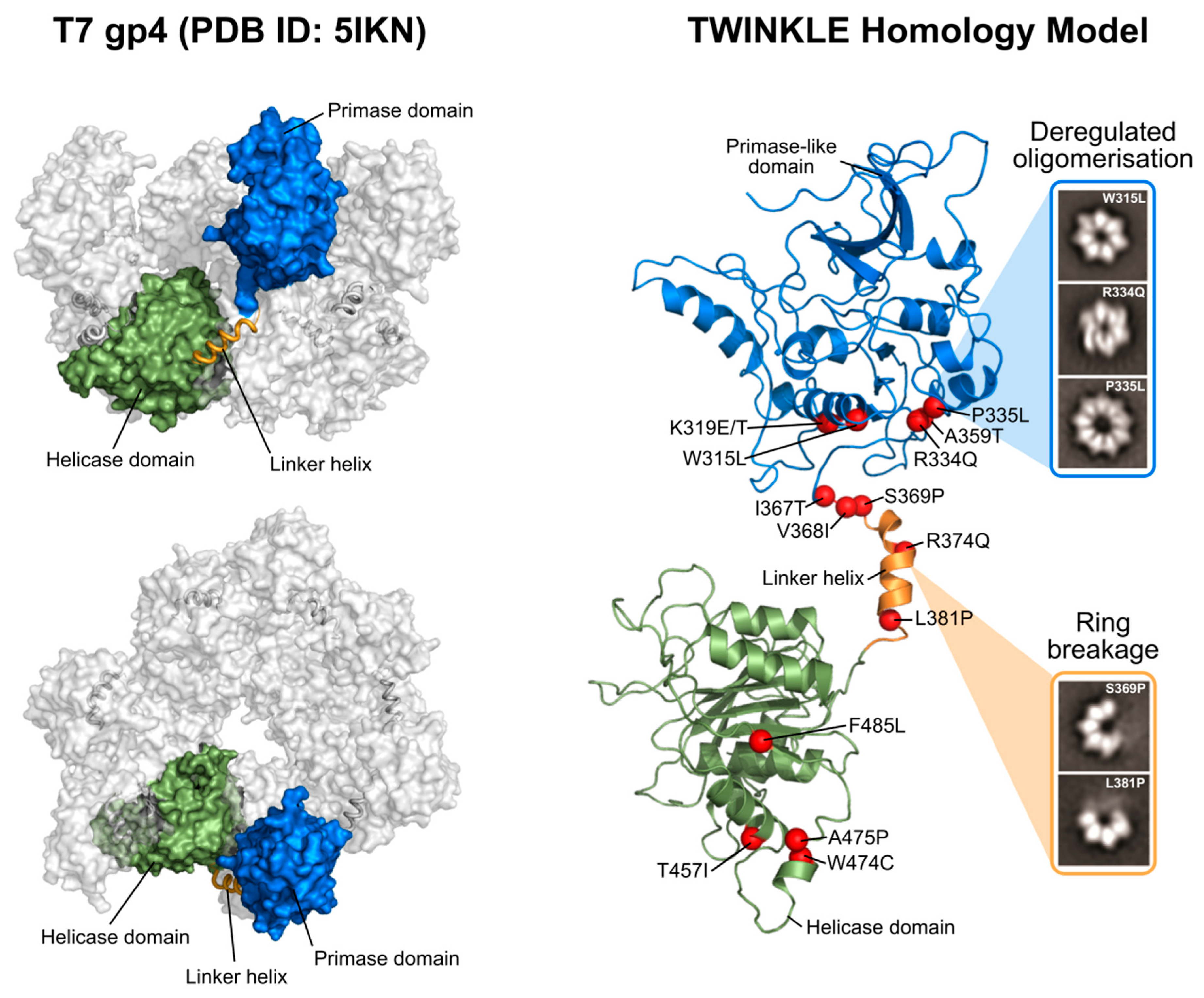 Genes 11 00408 g002 Genes 11 00408 g002