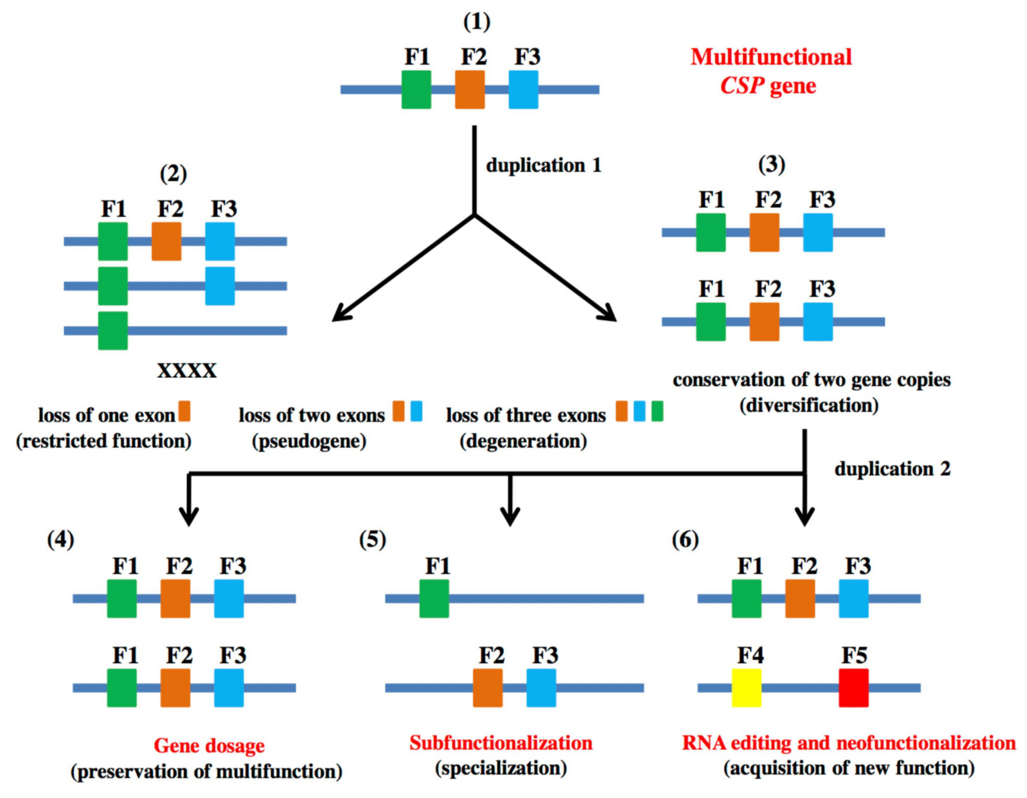 Genes 11 00413 g004 Genes 11 00413 g004