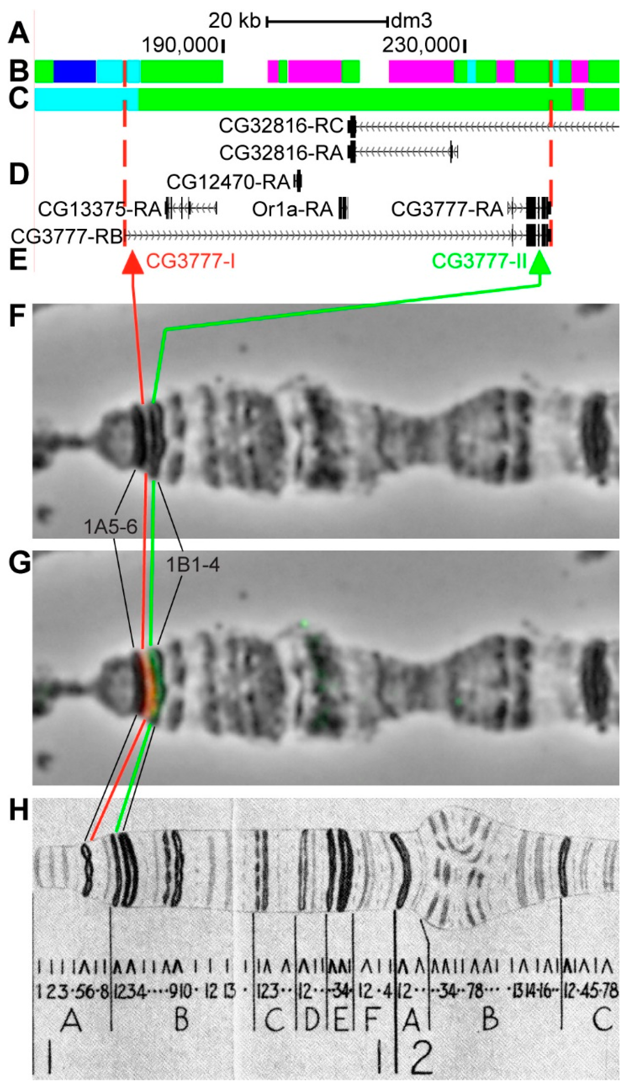 Genes 11 00417 g006 Genes 11 00417 g006