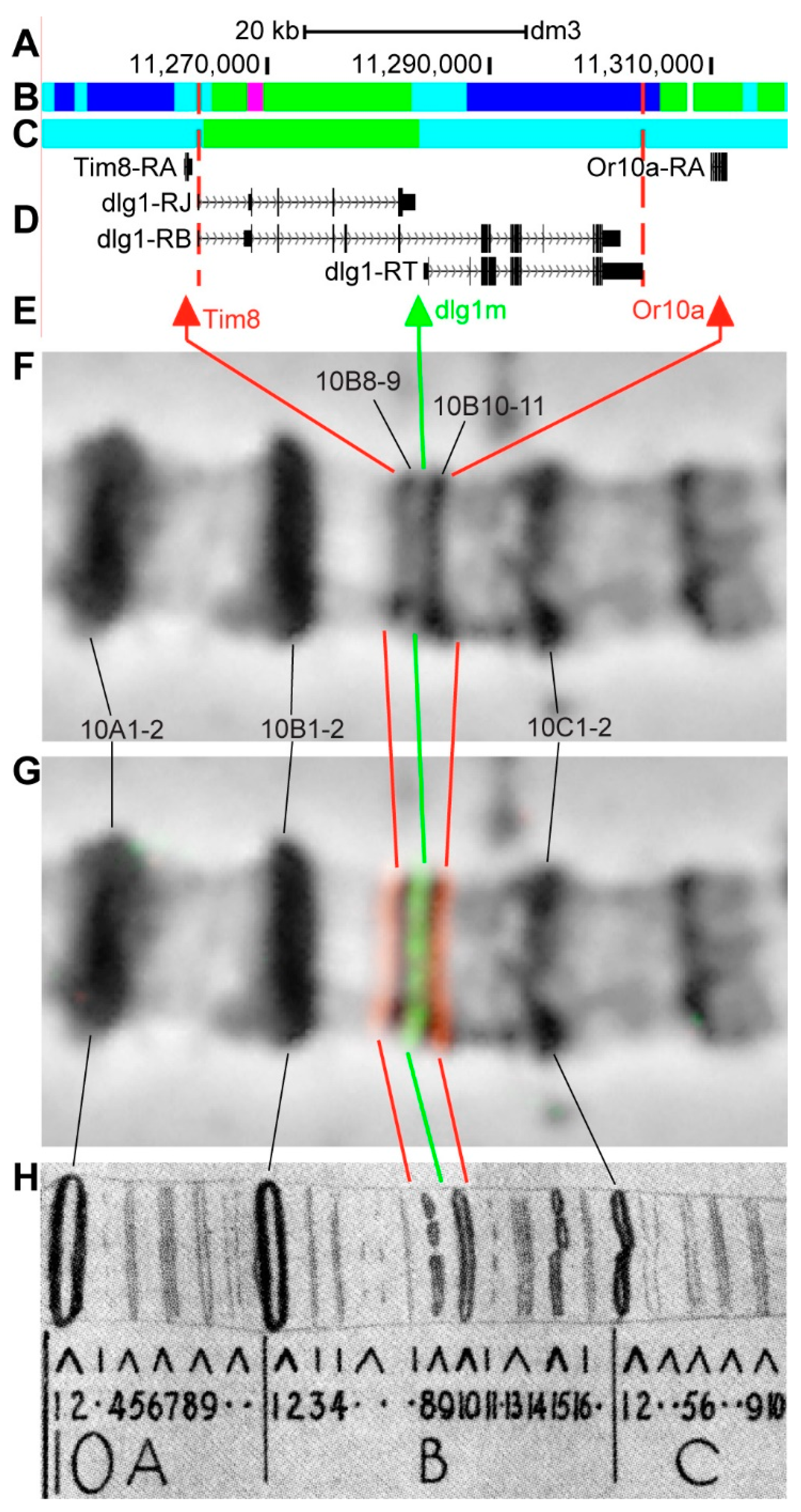 Genes 11 00417 g015 Genes 11 00417 g015