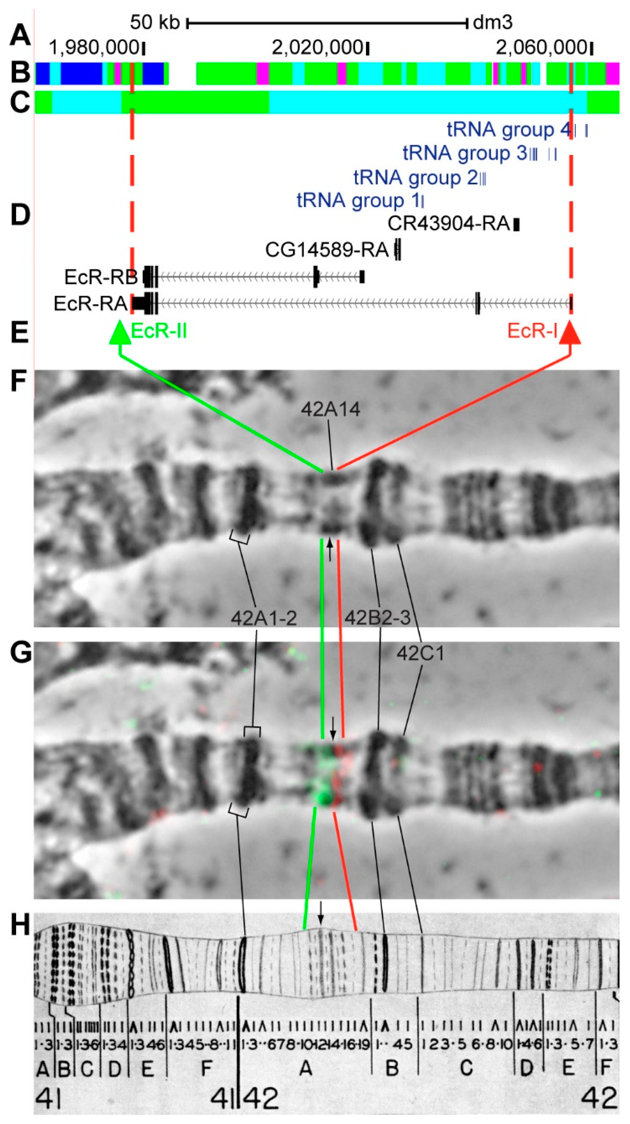 Genes 11 00417 g016 Genes 11 00417 g016