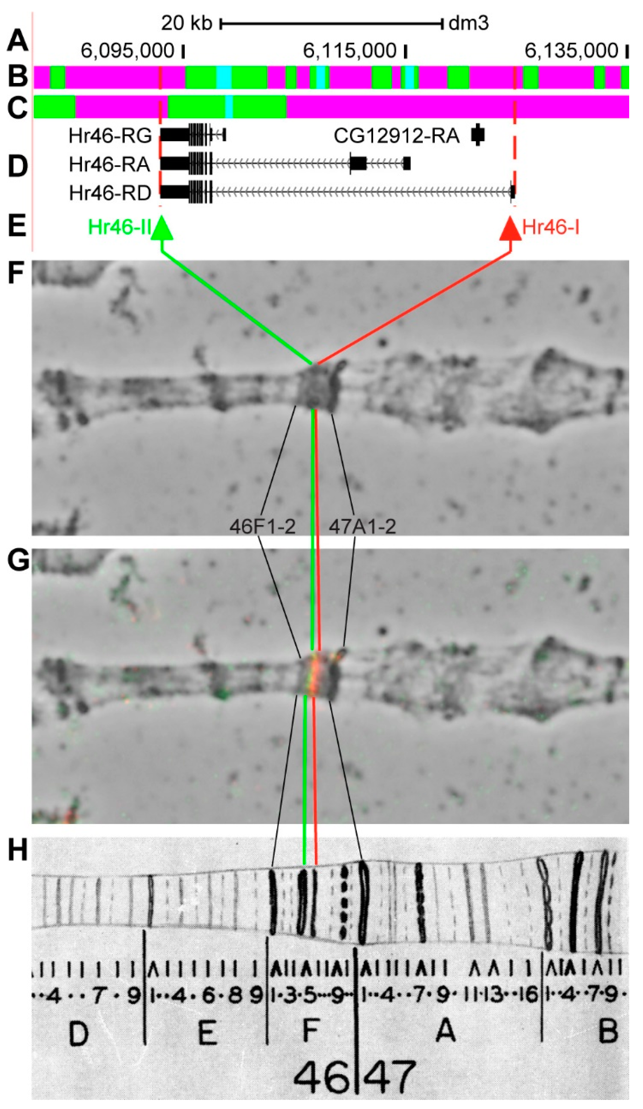 Genes 11 00417 g017 Genes 11 00417 g017