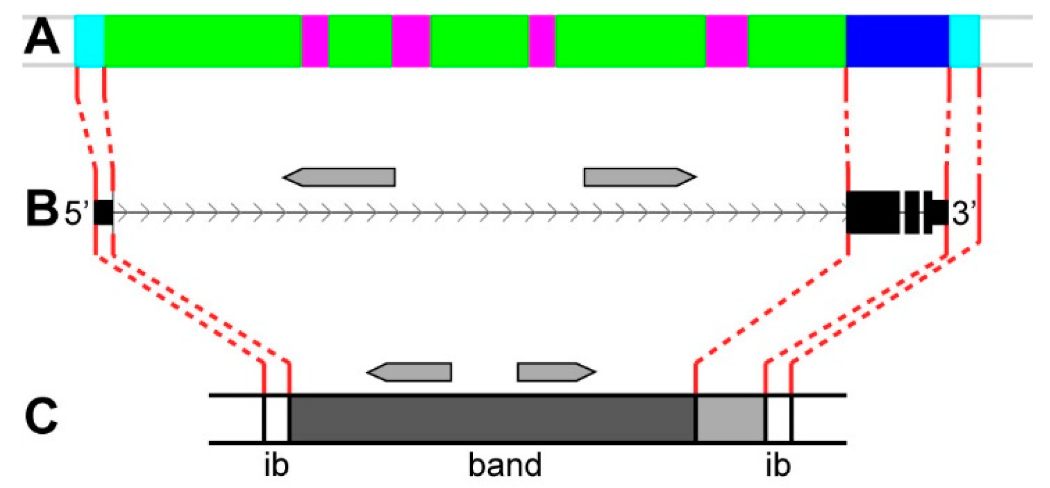 Genes 11 00417 g021 Genes 11 00417 g021