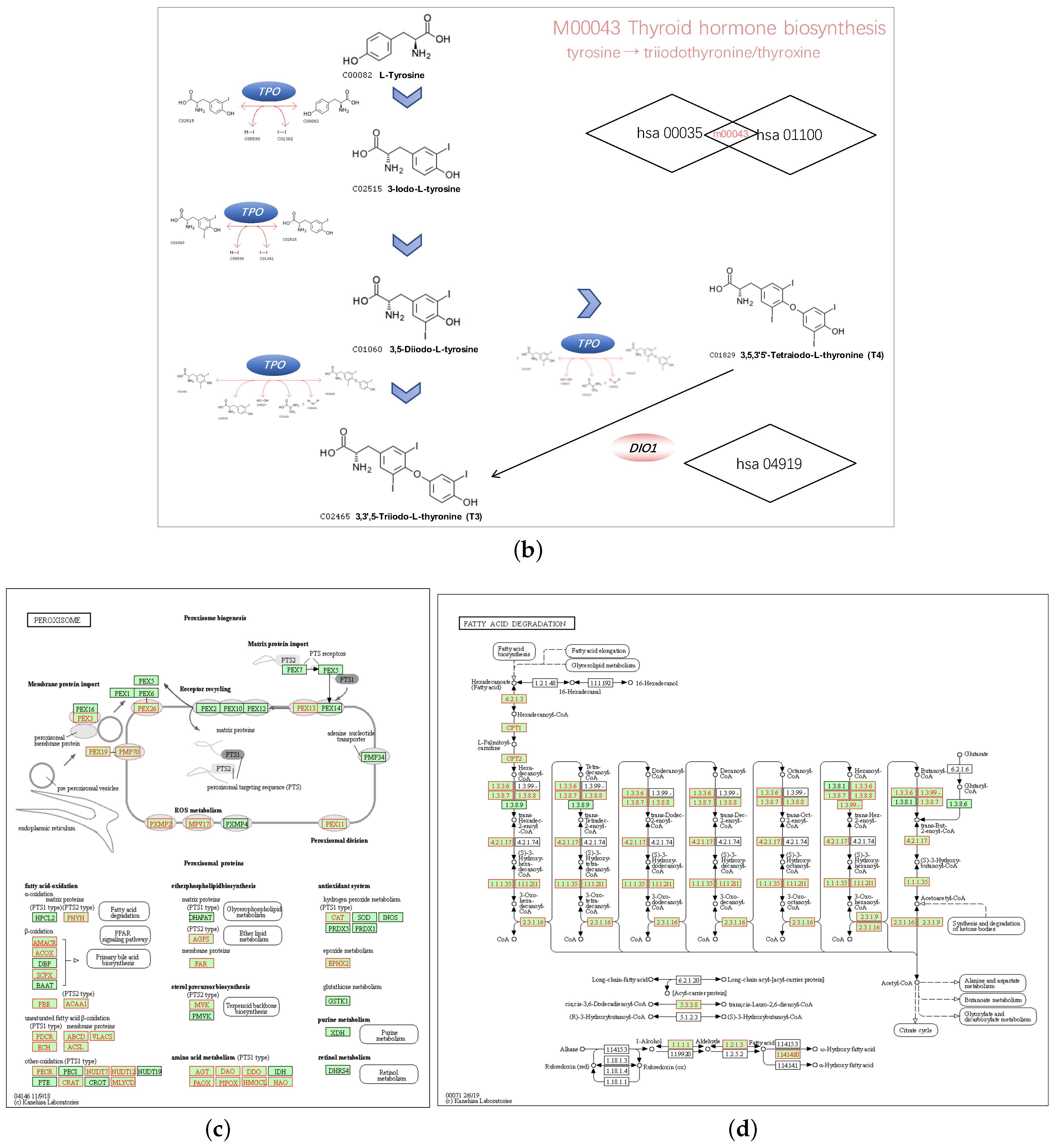 Genes 11 00440 g007b Genes 11 00440 g007b