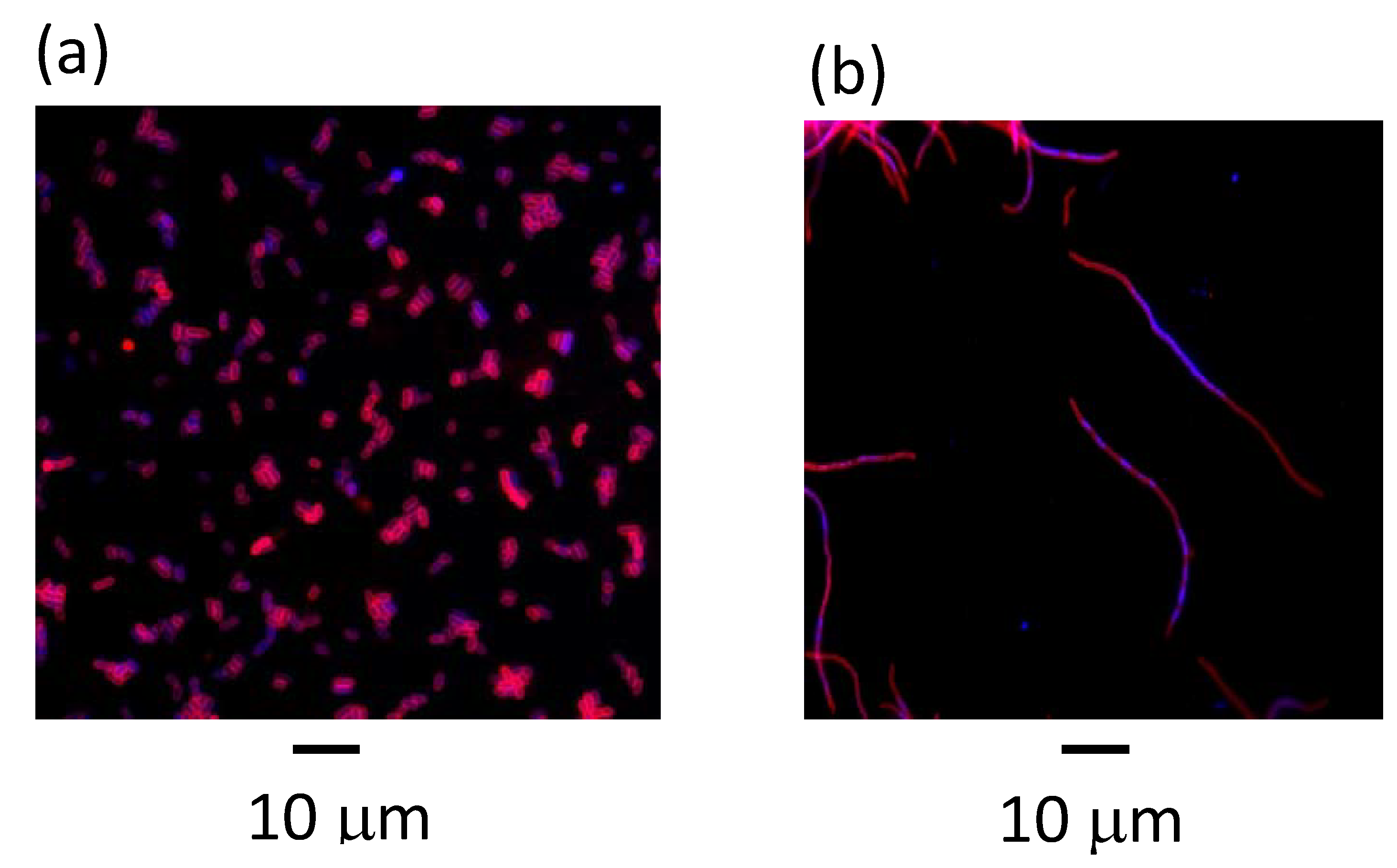 Genes 11 00447 g002a