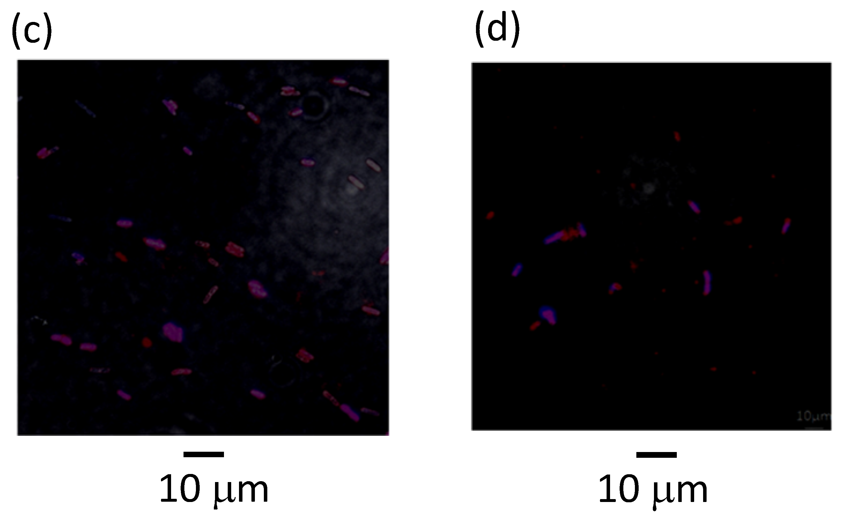 Genes 11 00447 g002b