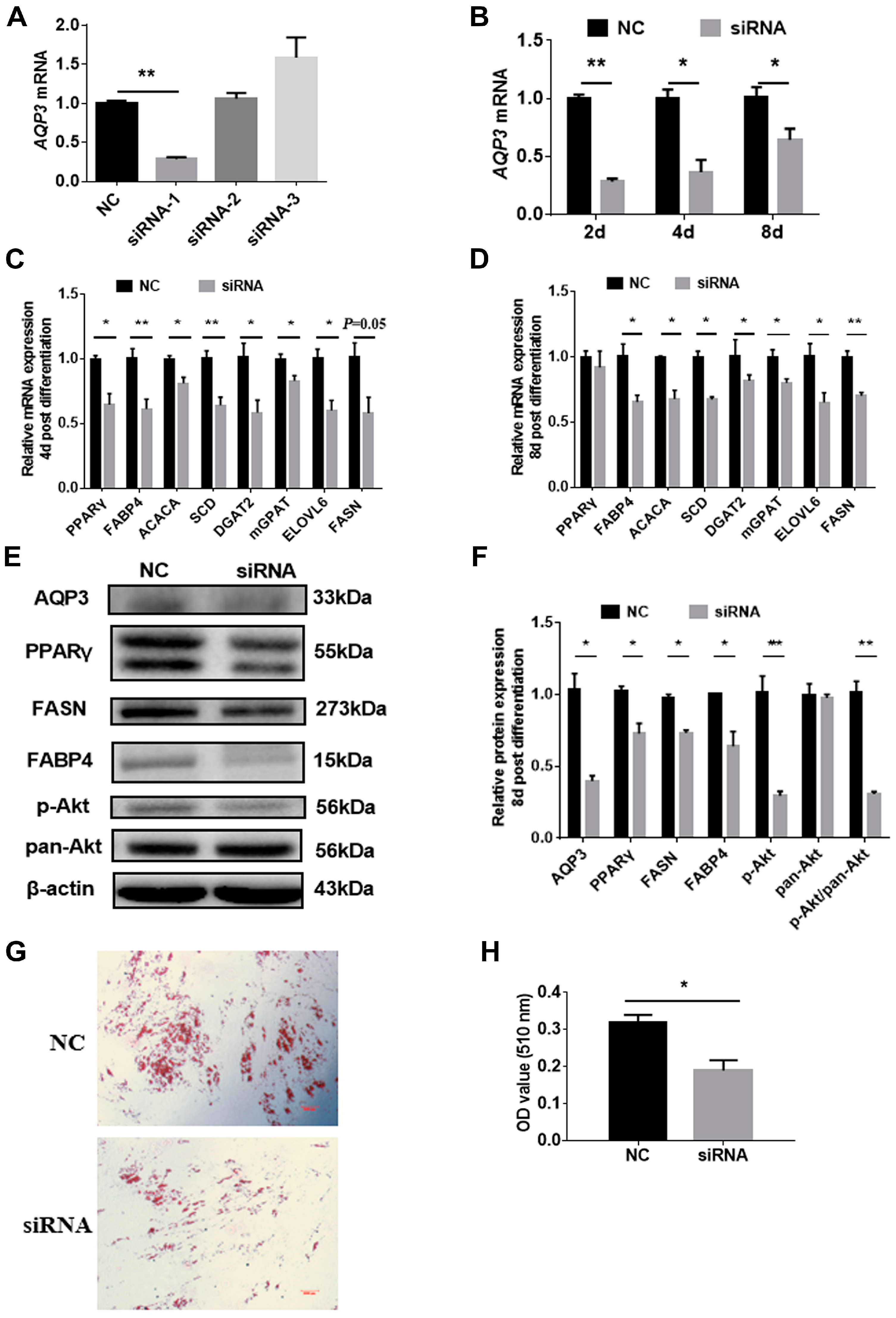 Genes 11 00453 g003