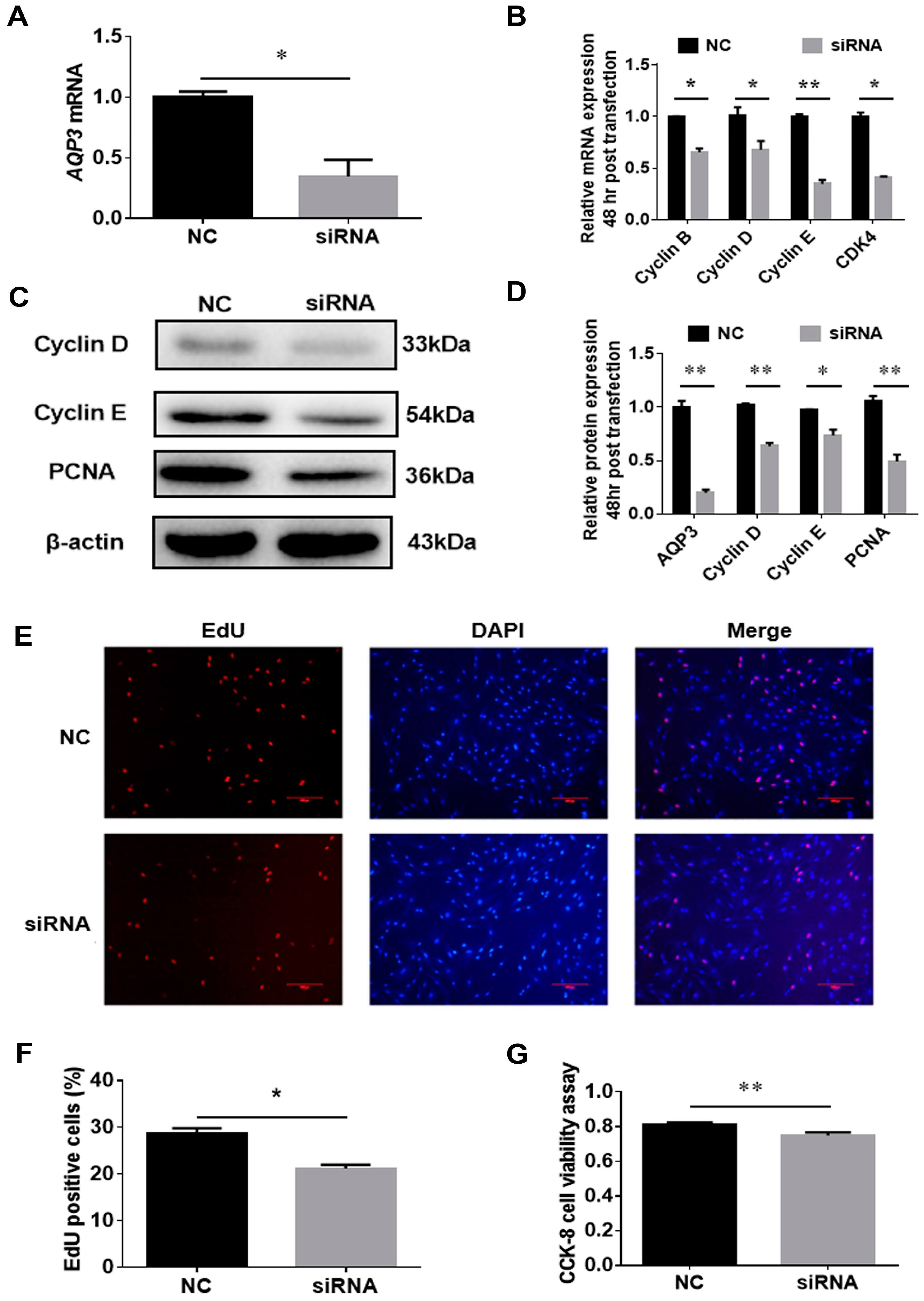 Genes 11 00453 g004