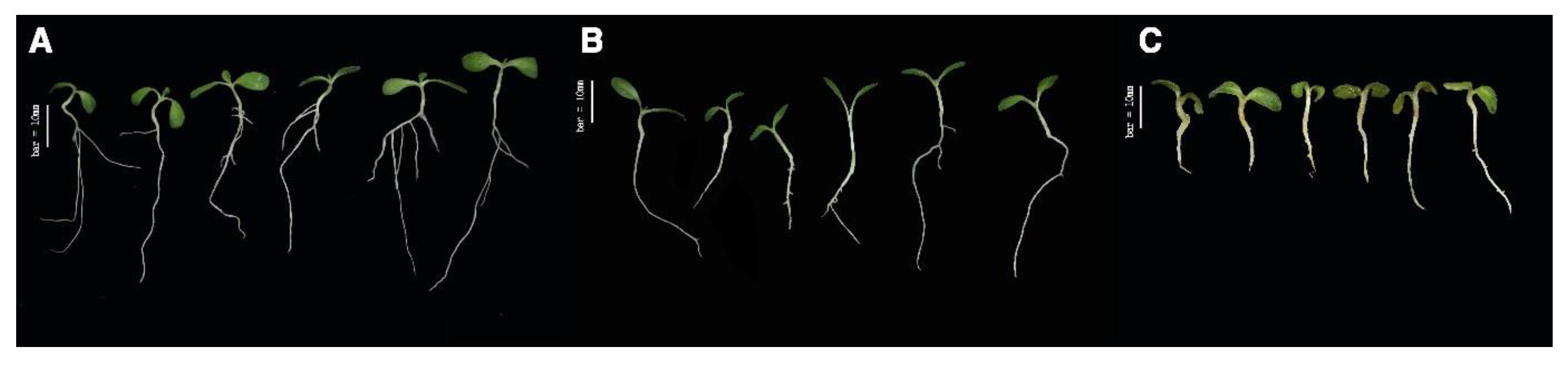 Genes 11 00470 g002 Genes 11 00470 g002