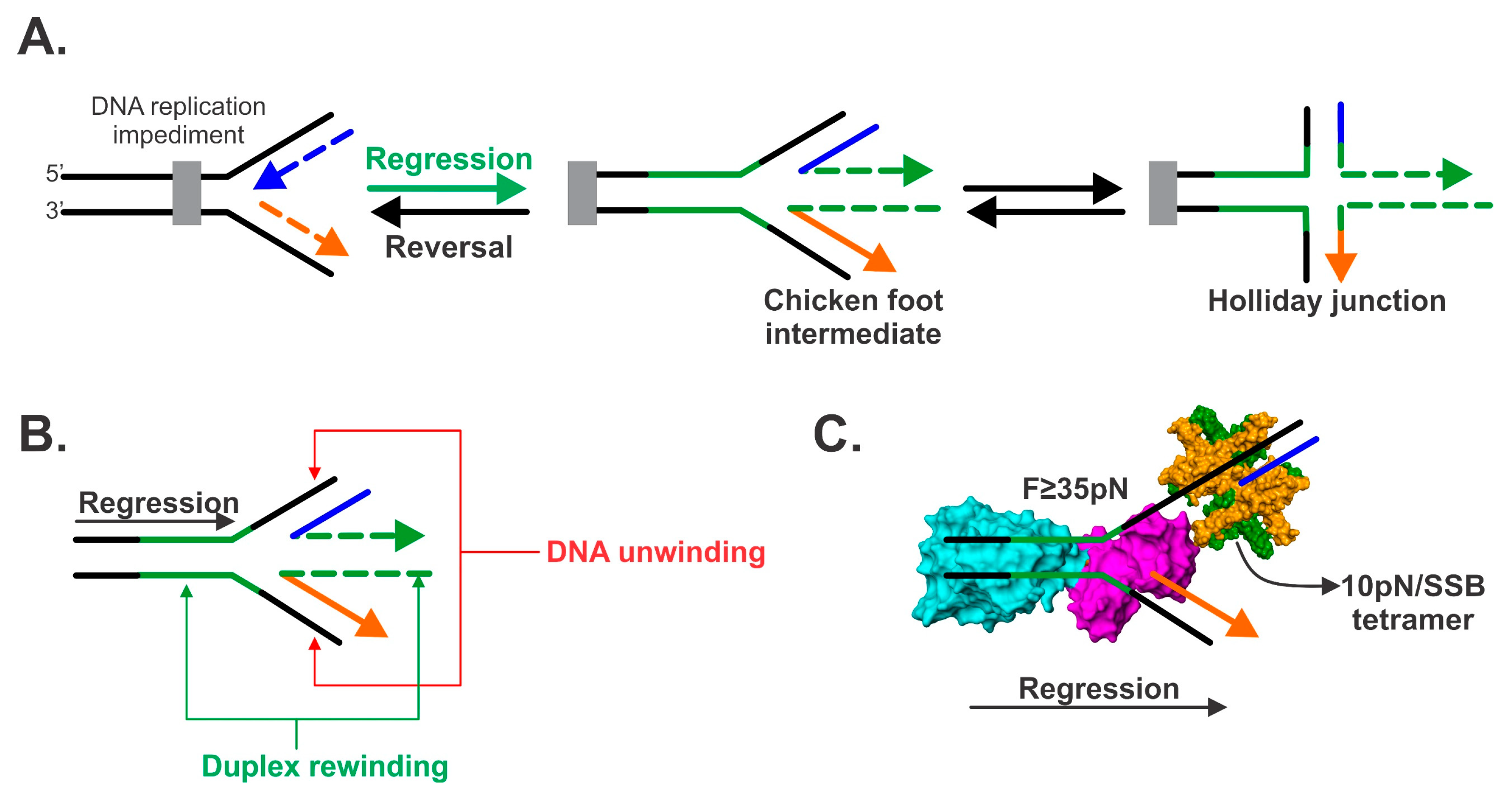 Genes 11 00471 g001