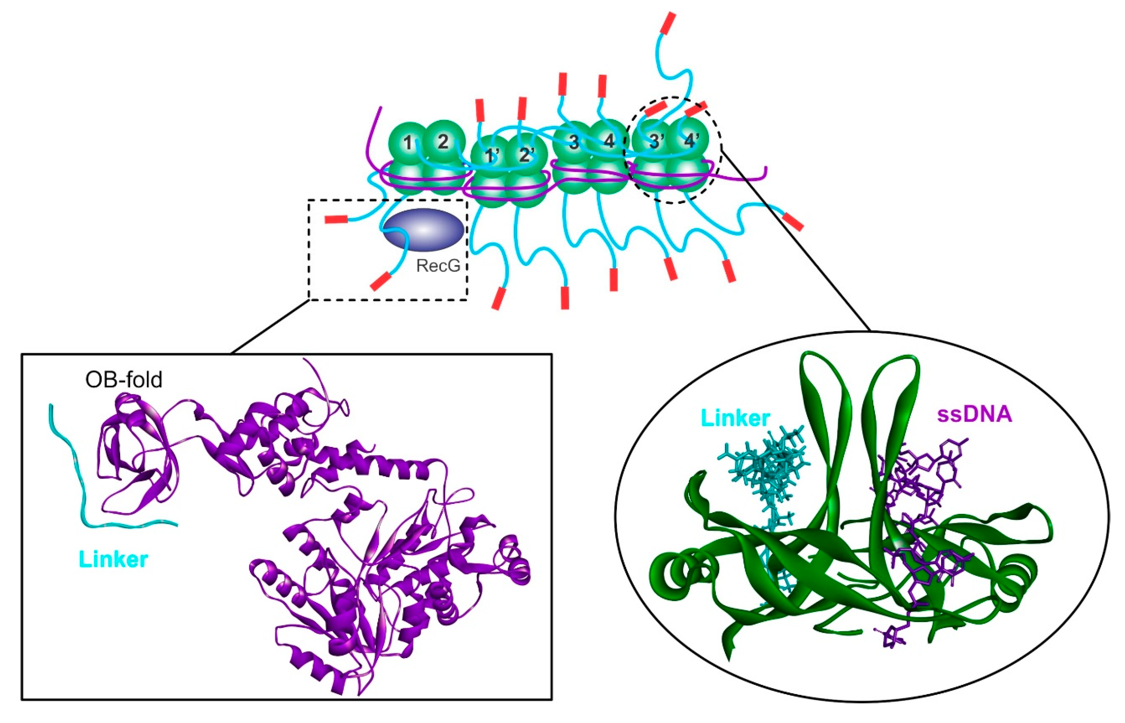 Genes 11 00471 g004