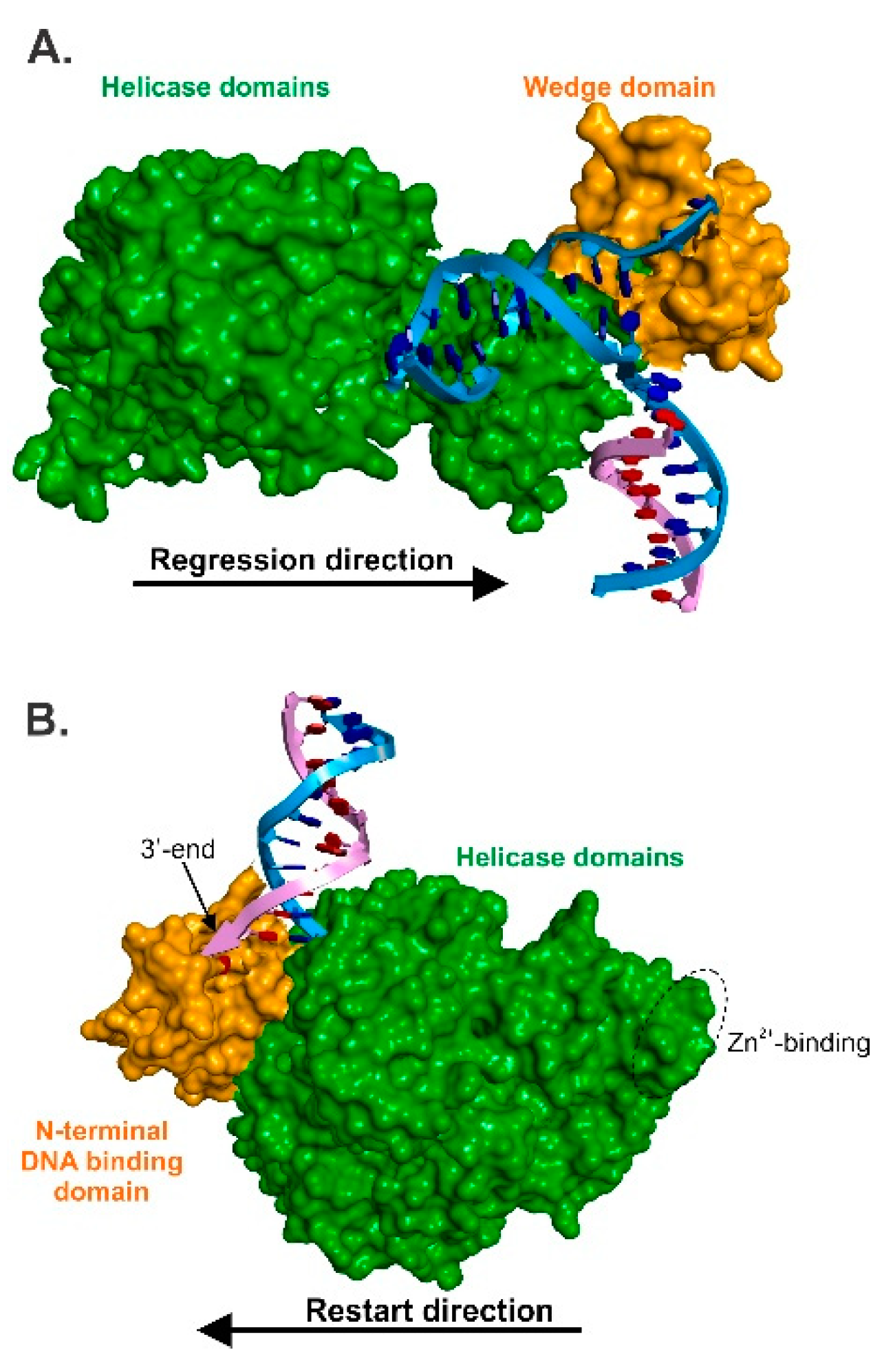 Genes 11 00471 g005