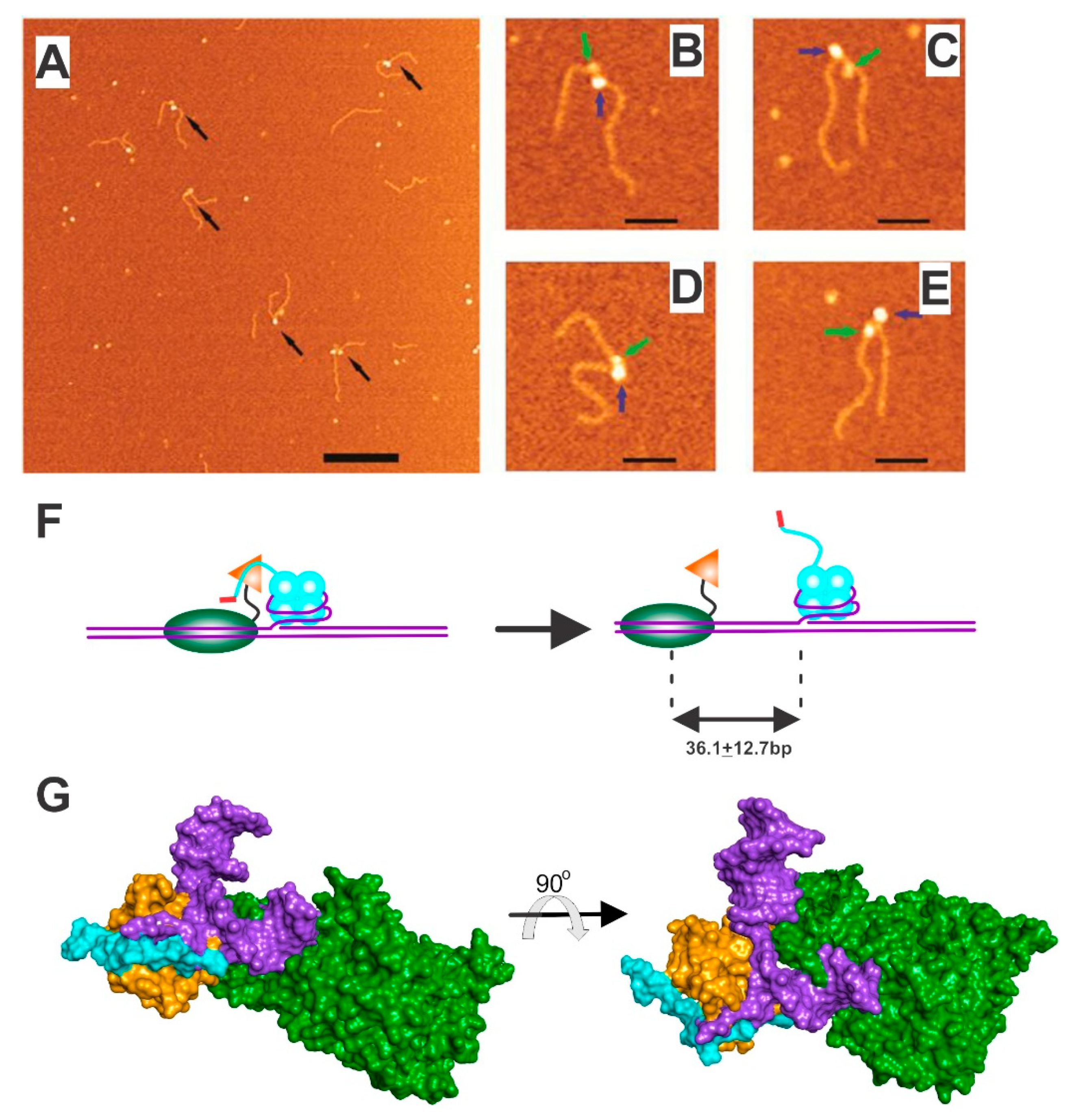 Genes 11 00471 g006