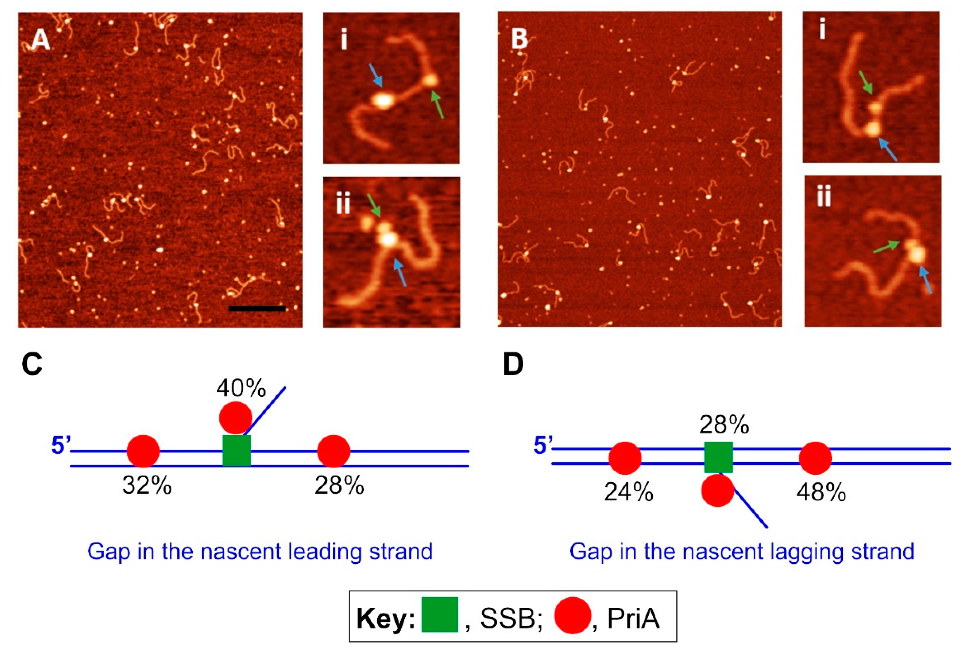 Genes 11 00471 g007