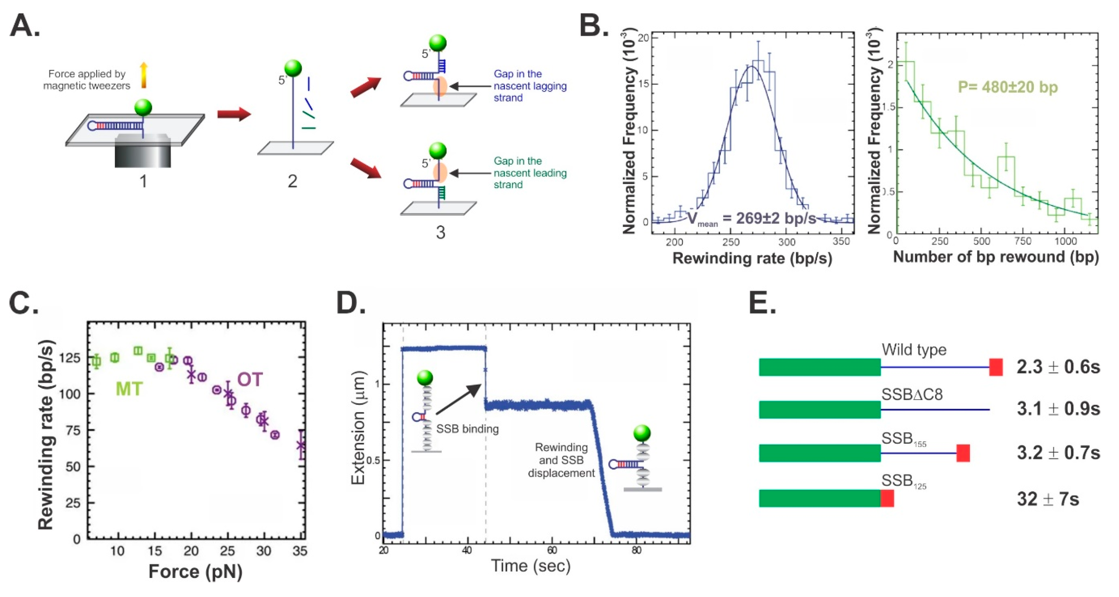Genes 11 00471 g008