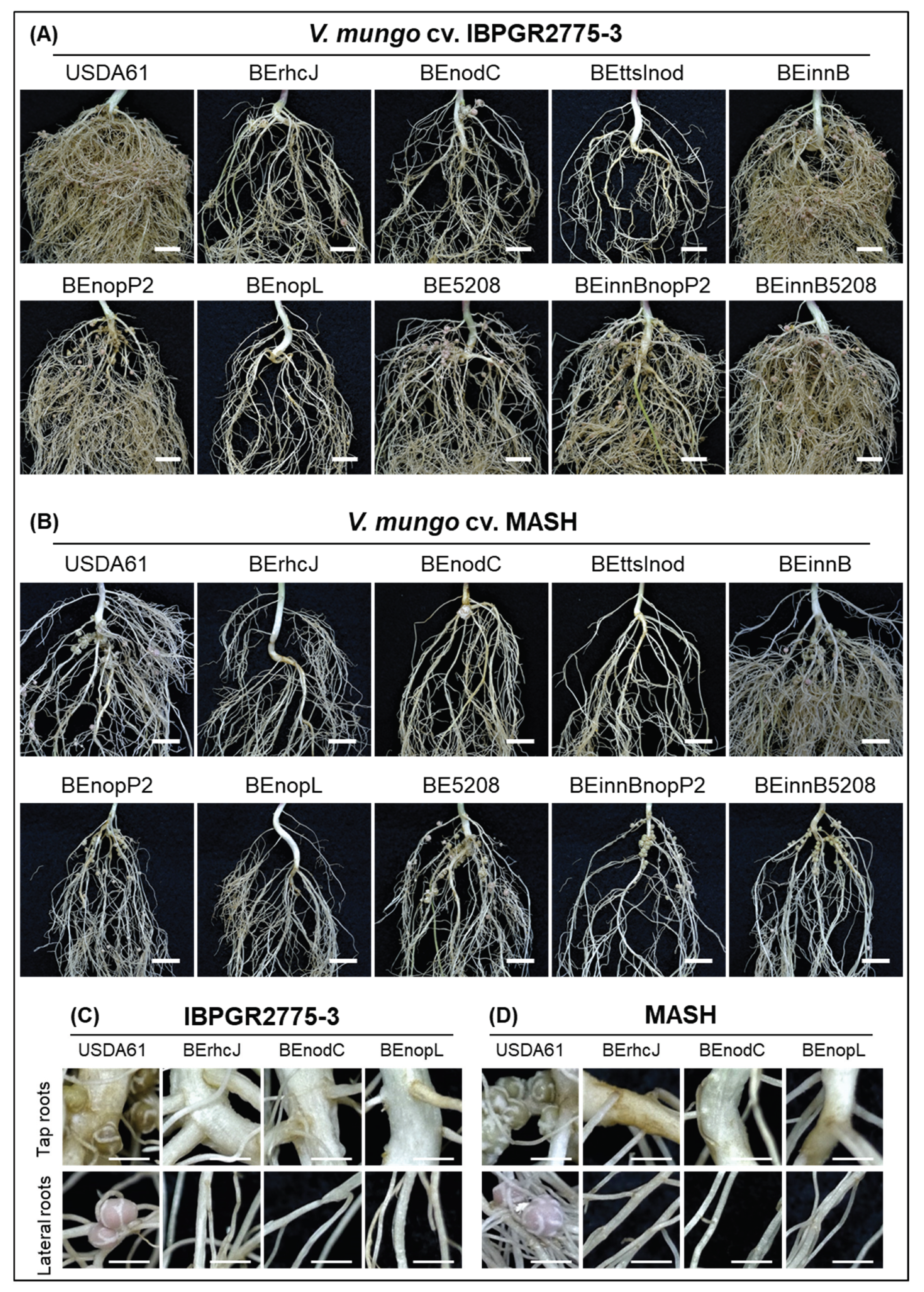 Genes 11 00474 g002 Genes 11 00474 g002