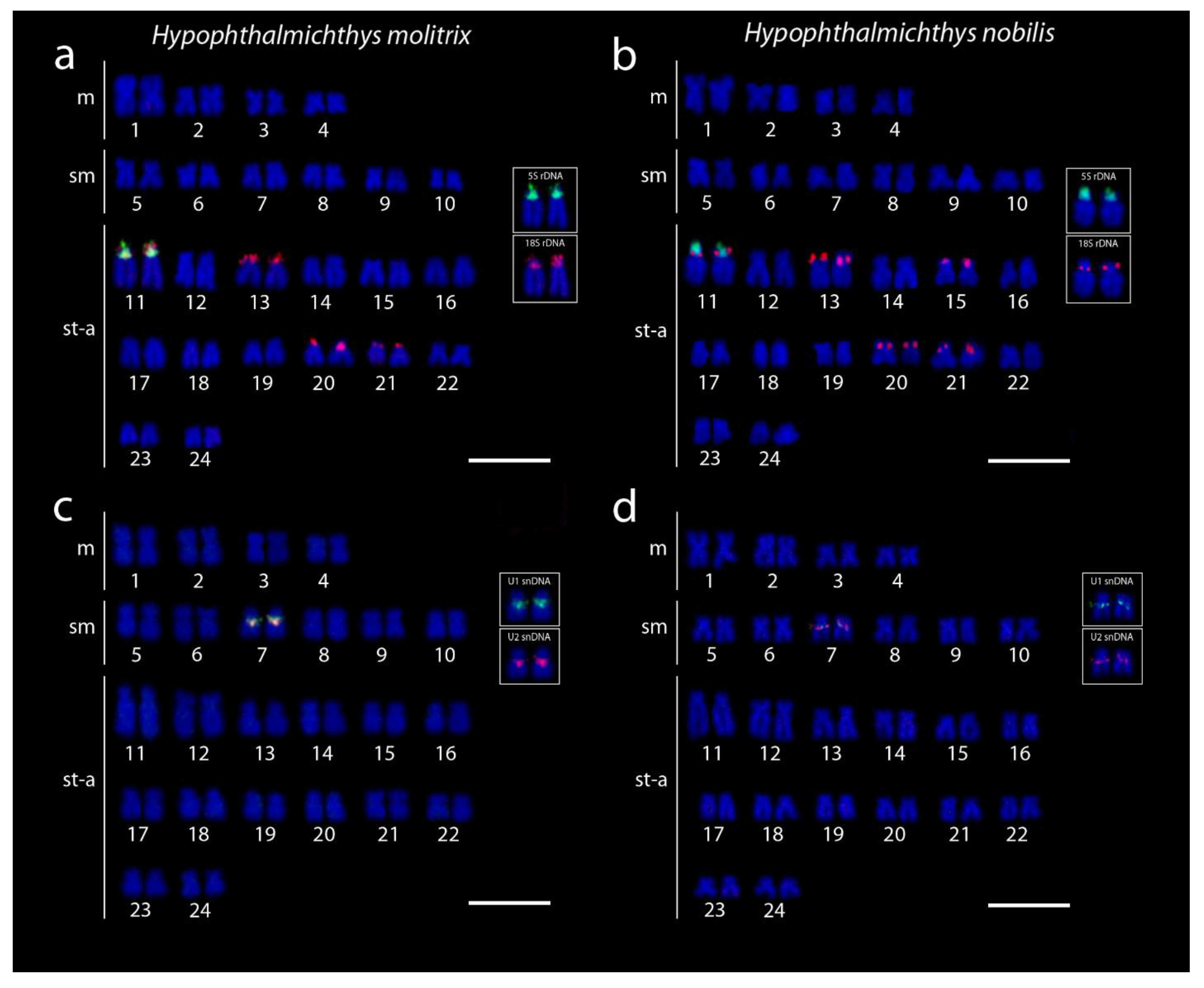 Genes 11 00479 g003 Genes 11 00479 g003