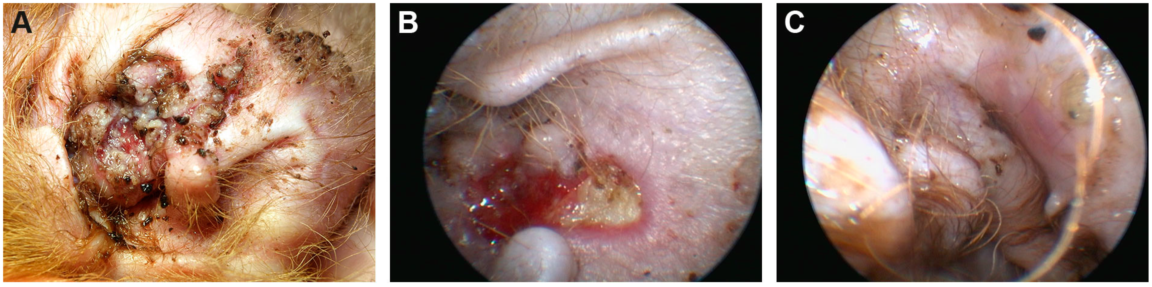 Genes 11 00481 g001 Genes 11 00481 g001