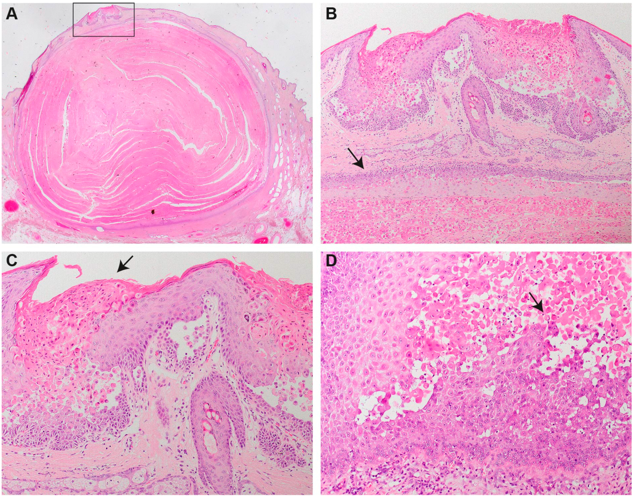 Genes 11 00481 g002 Genes 11 00481 g002