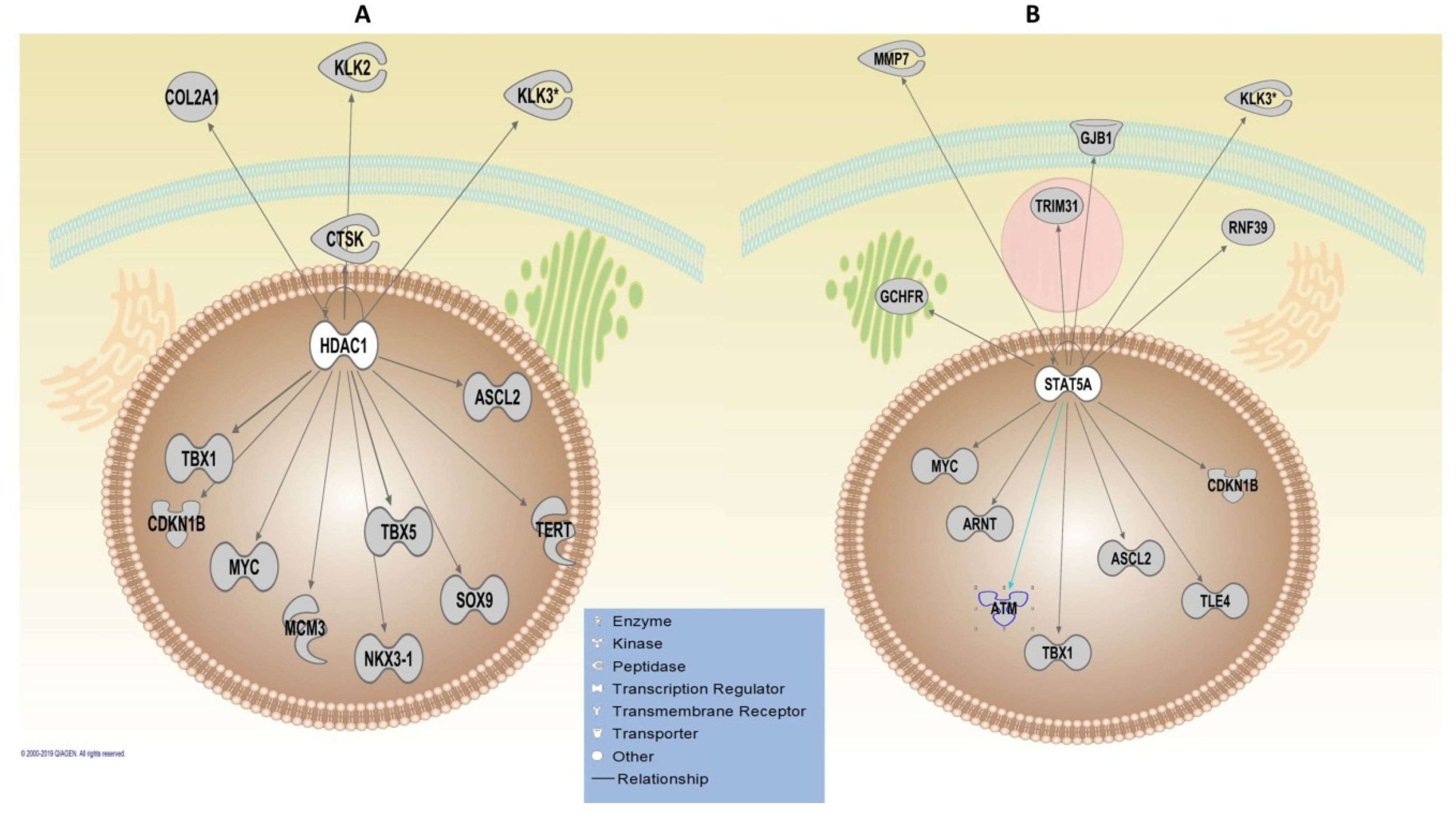 Genes 11 00526 g004