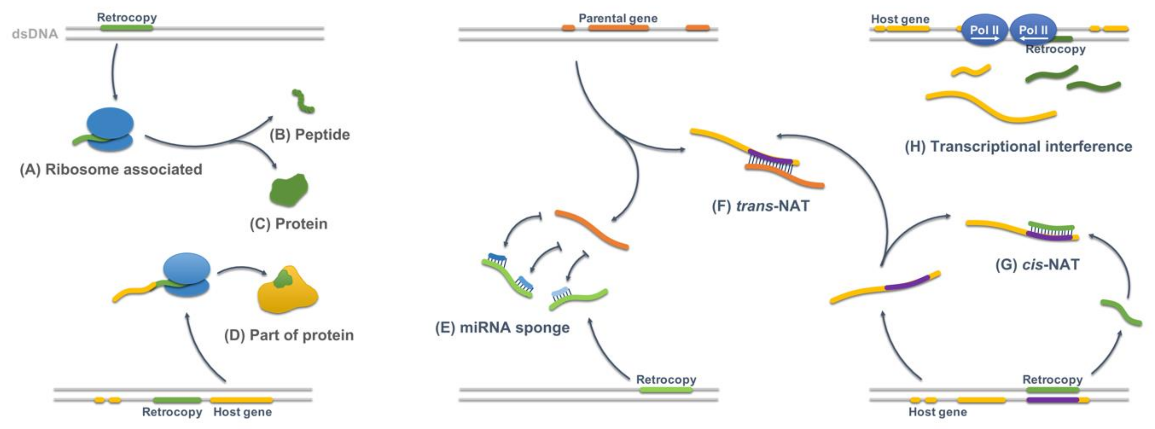 Genes 11 00542 g001 Genes 11 00542 g001
