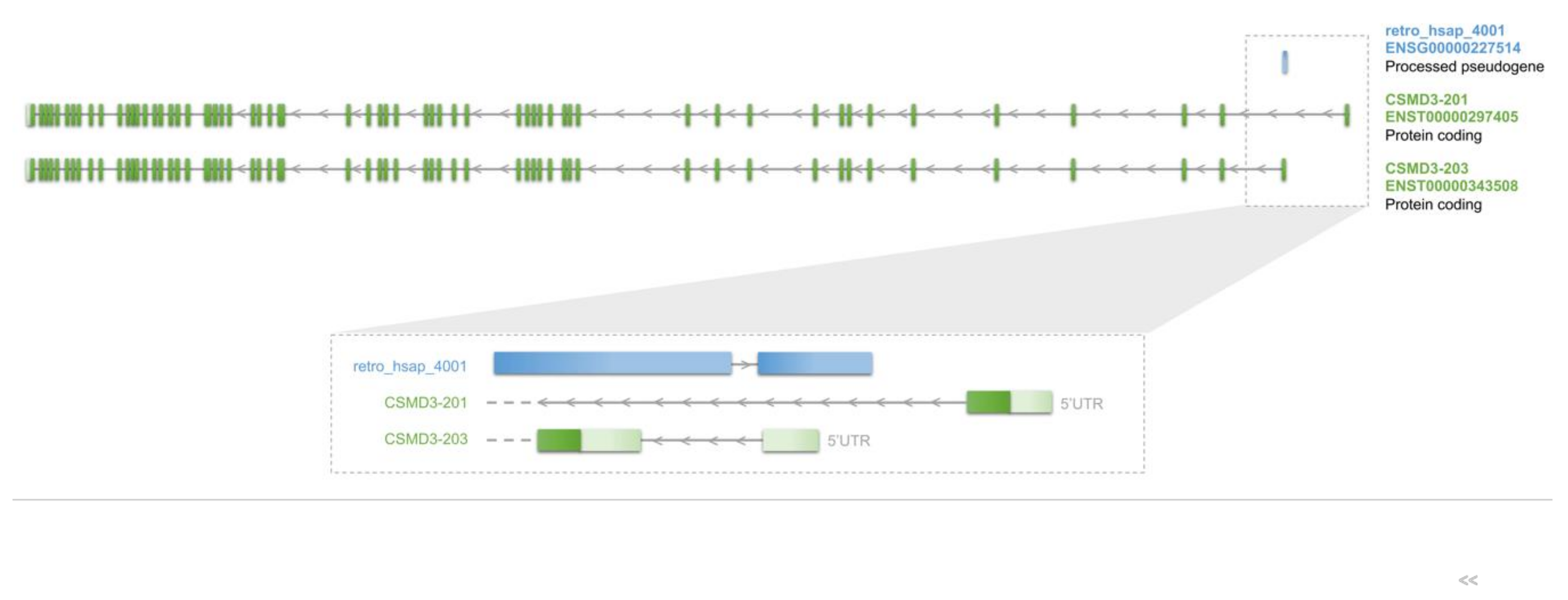 Genes 11 00542 g005 Genes 11 00542 g005