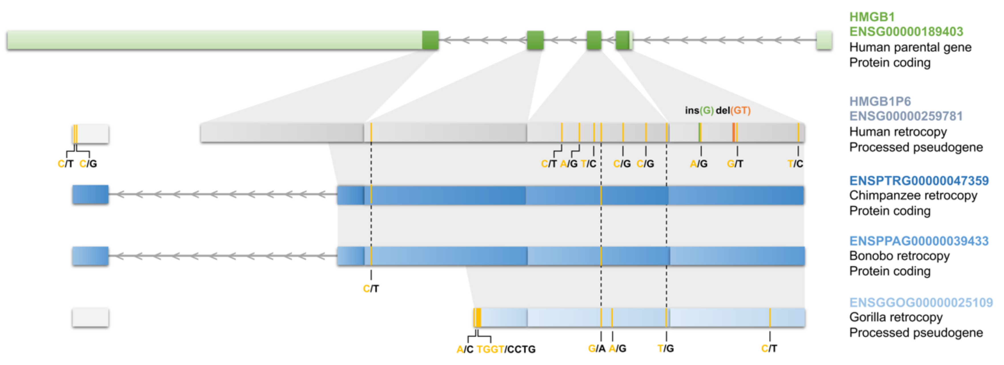 Genes 11 00542 g008 Genes 11 00542 g008