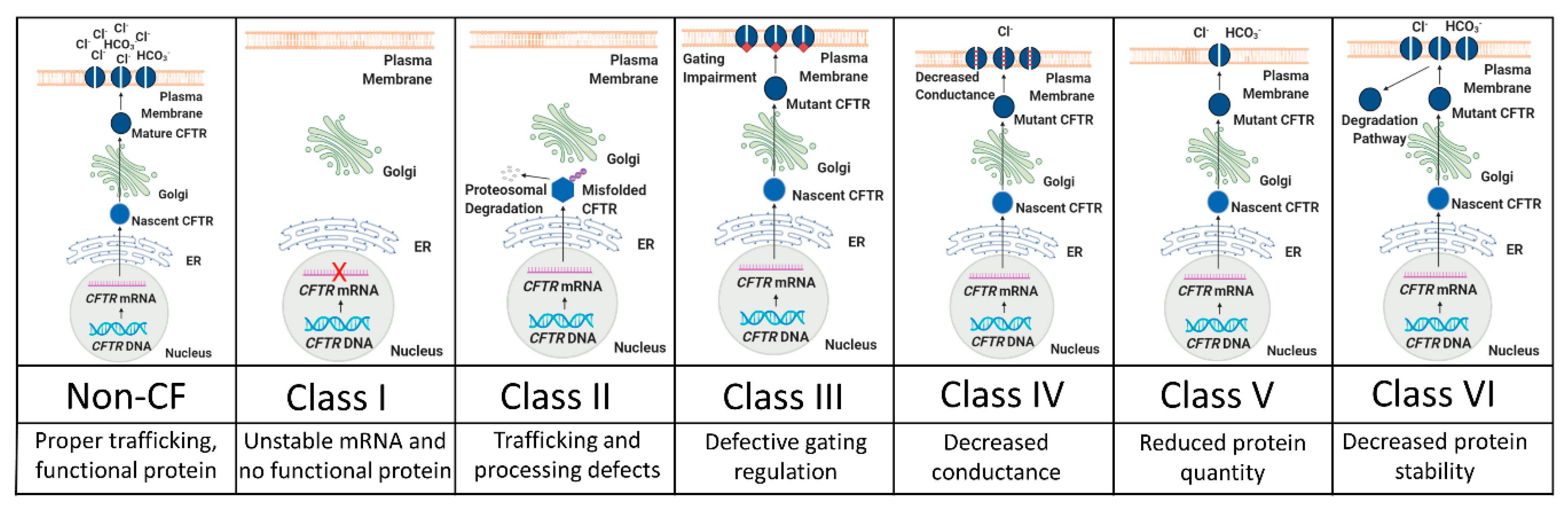 Genes 11 00546 g001