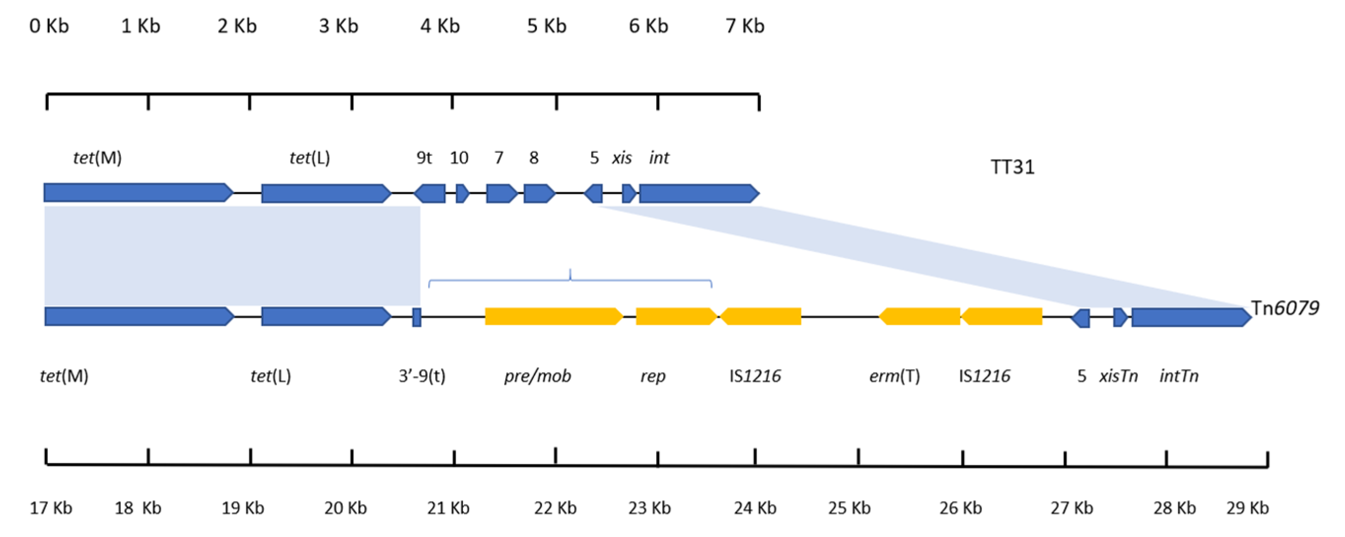 Genes 11 00548 g003 Genes 11 00548 g003