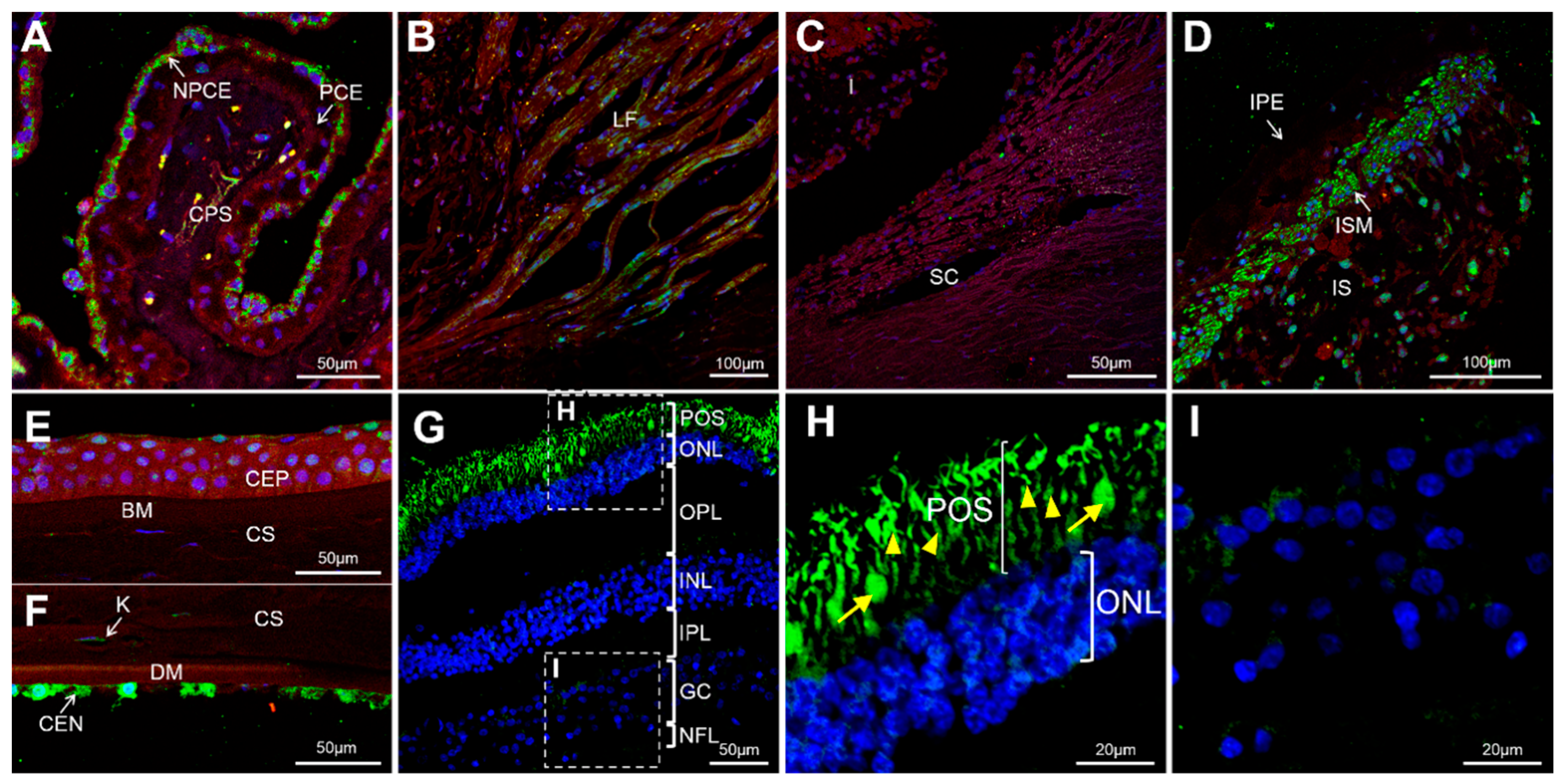 Genes 11 00550 g002