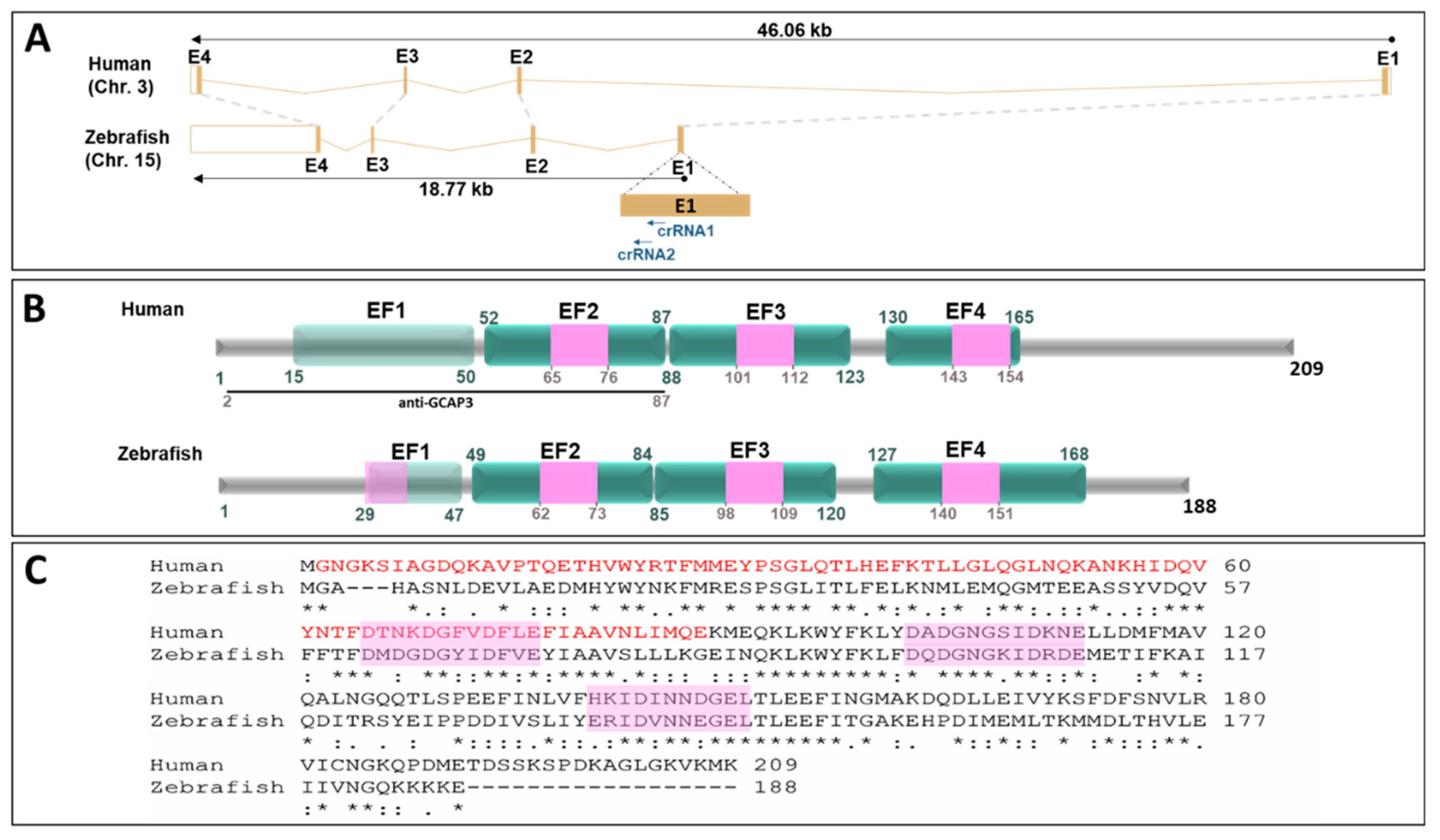 Genes 11 00550 g003