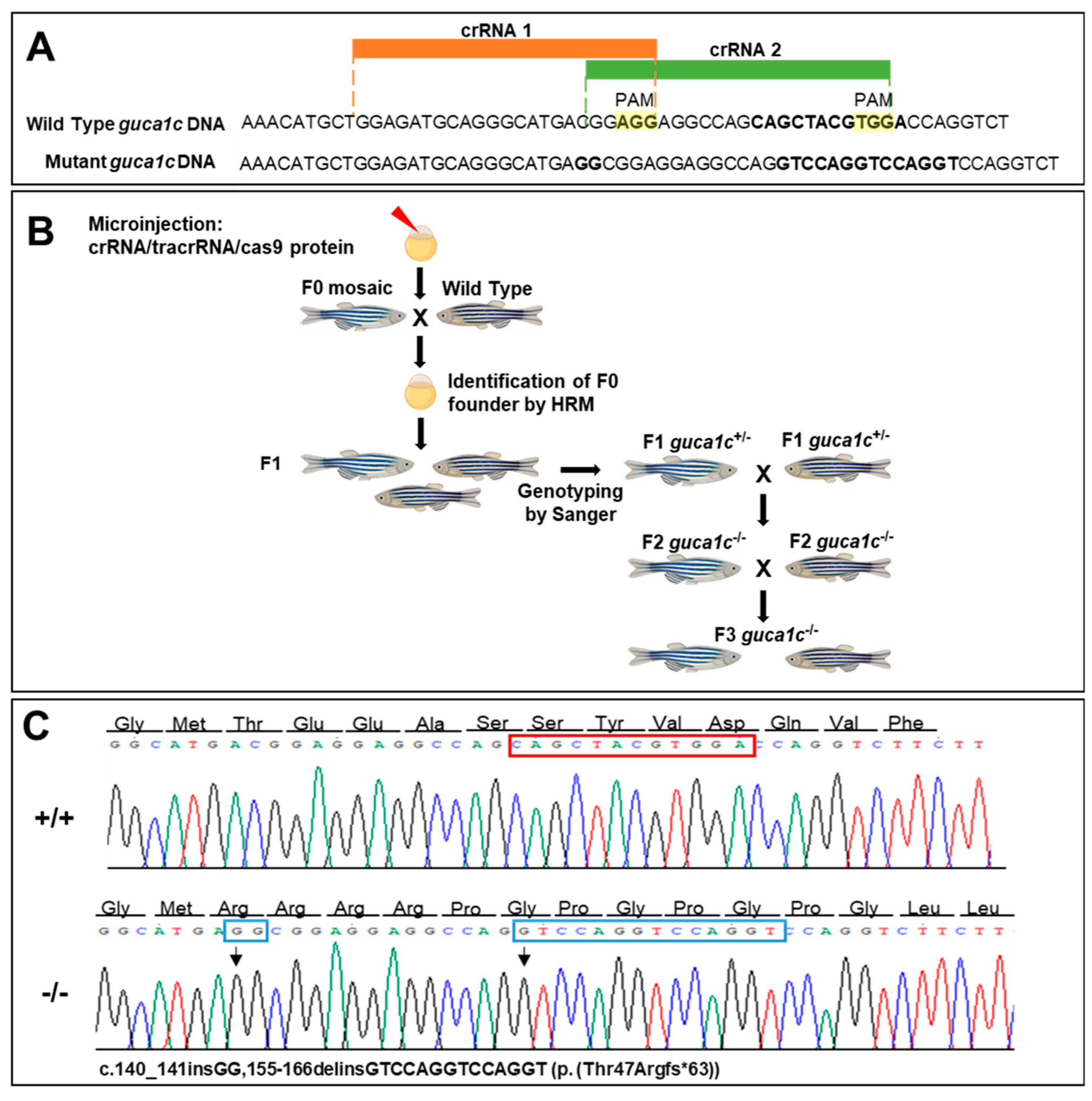 Genes 11 00550 g004