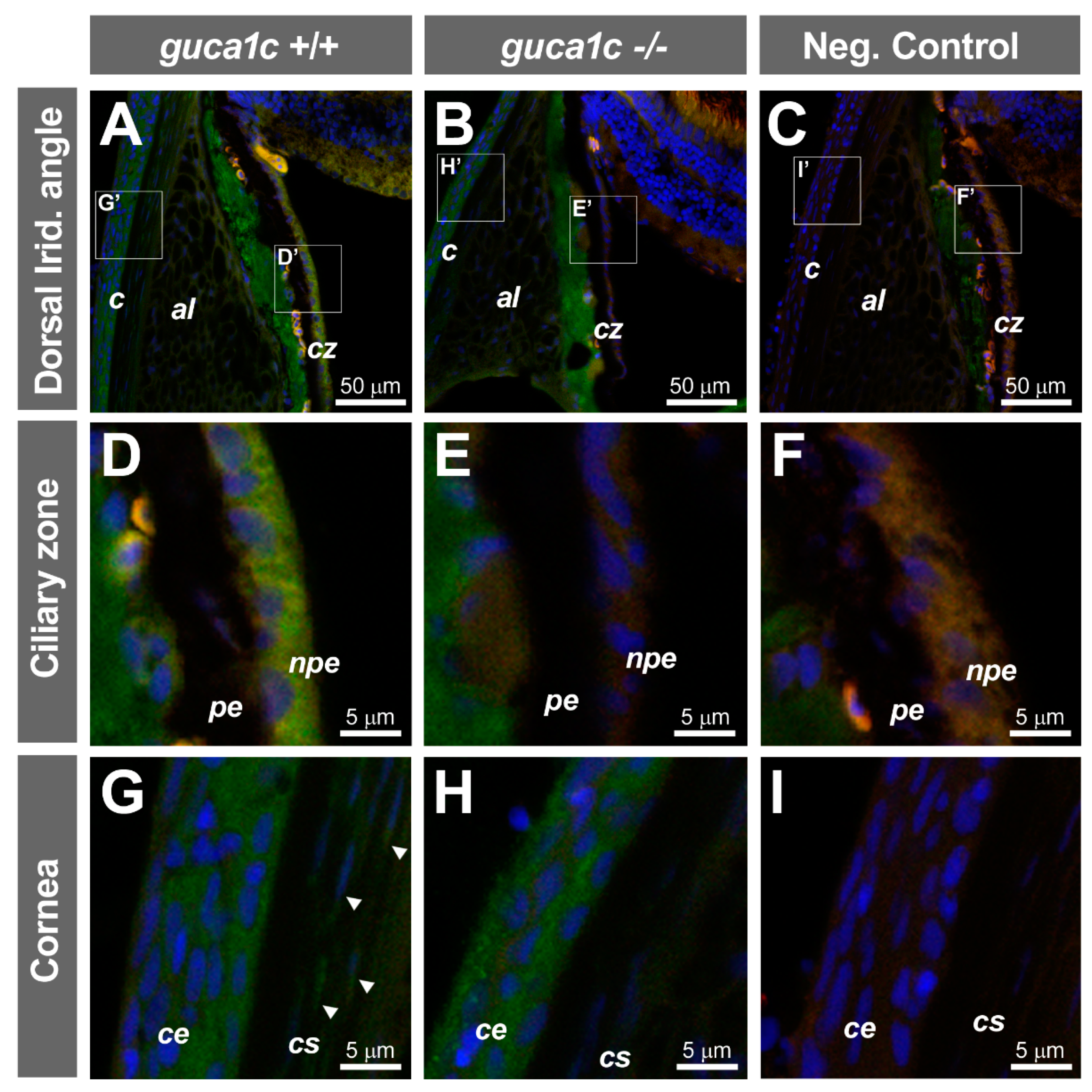 Genes 11 00550 g006