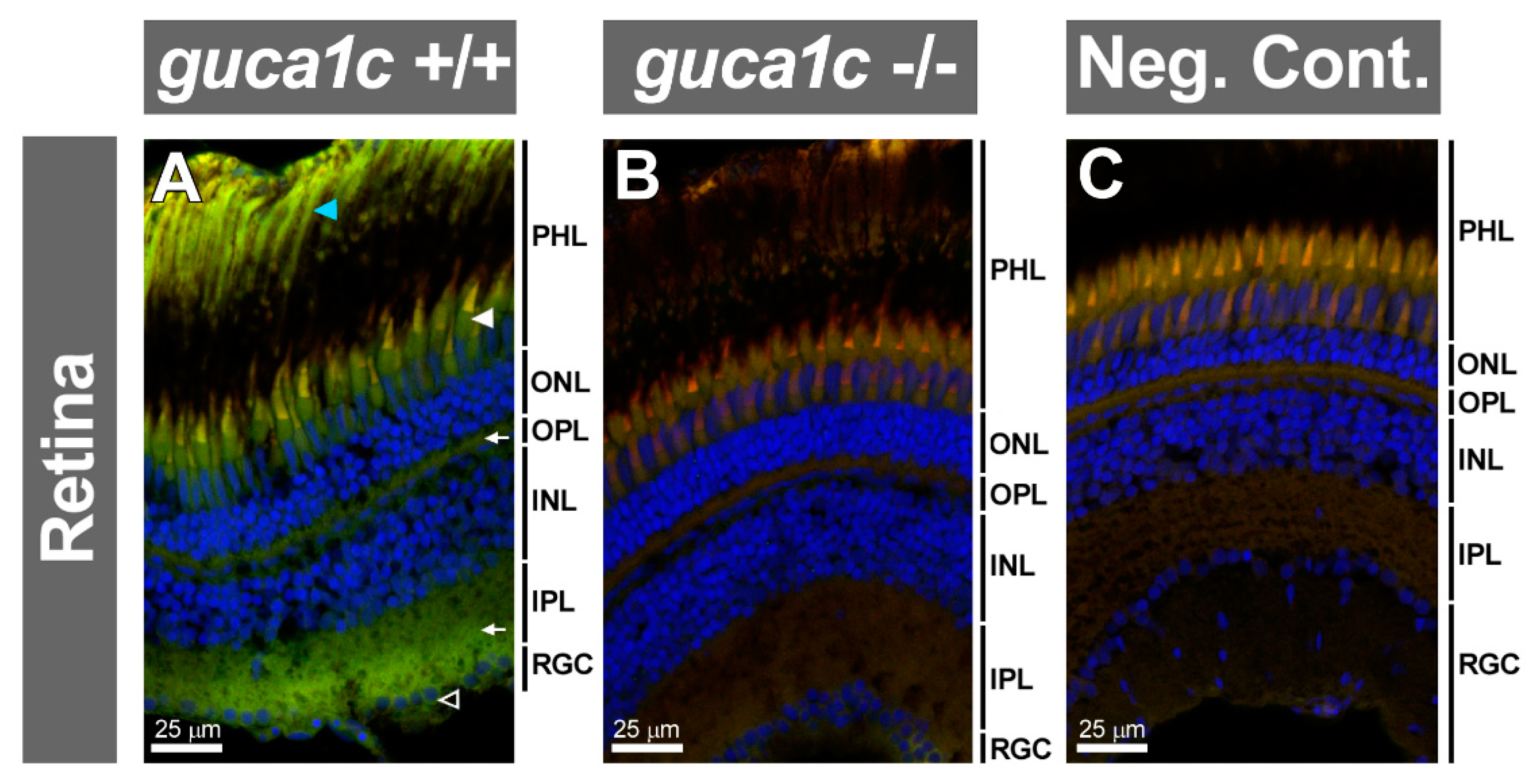 Genes 11 00550 g007
