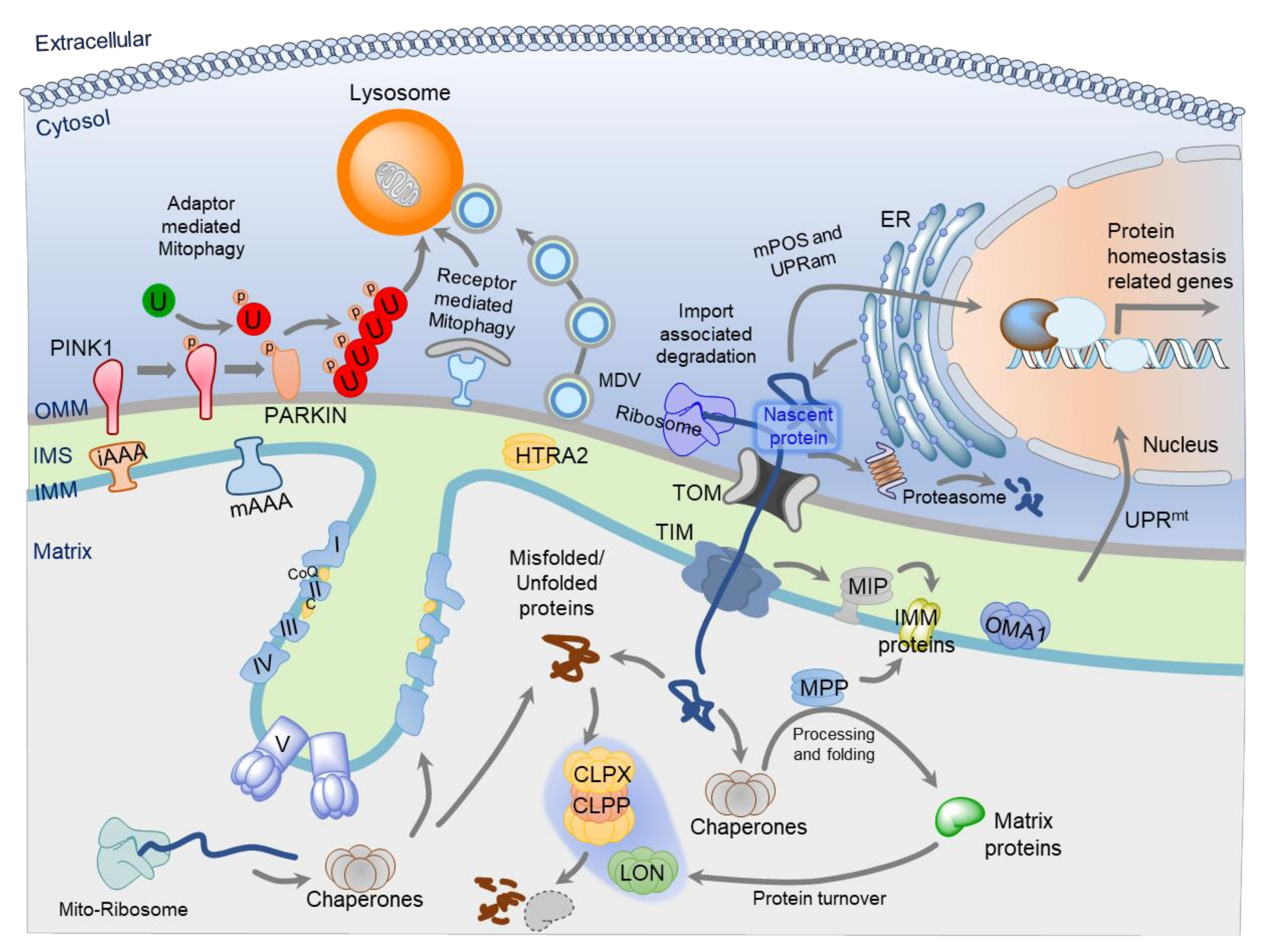 Genes 11 00563 g001 Genes 11 00563 g001