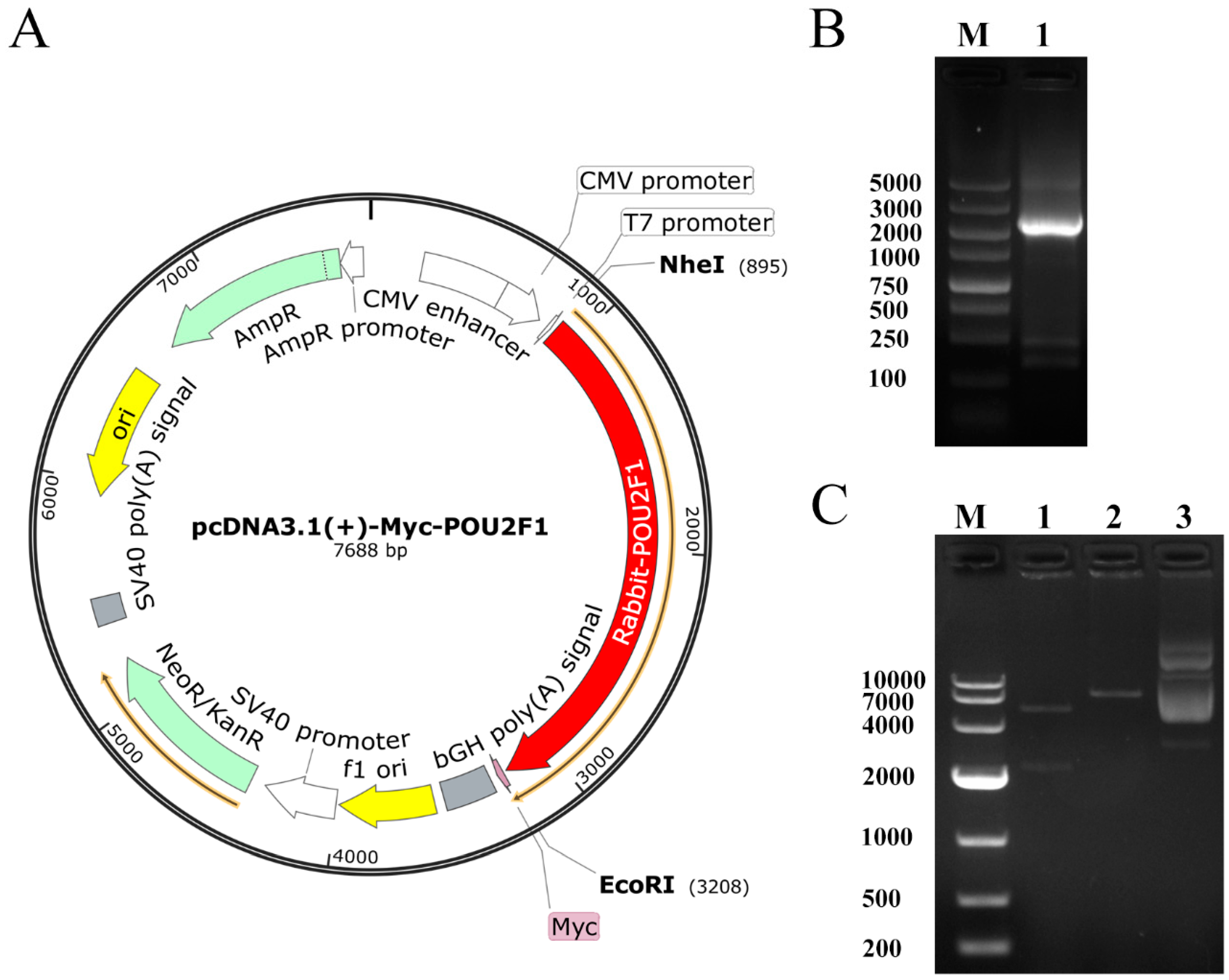 Genes 11 00575 g001