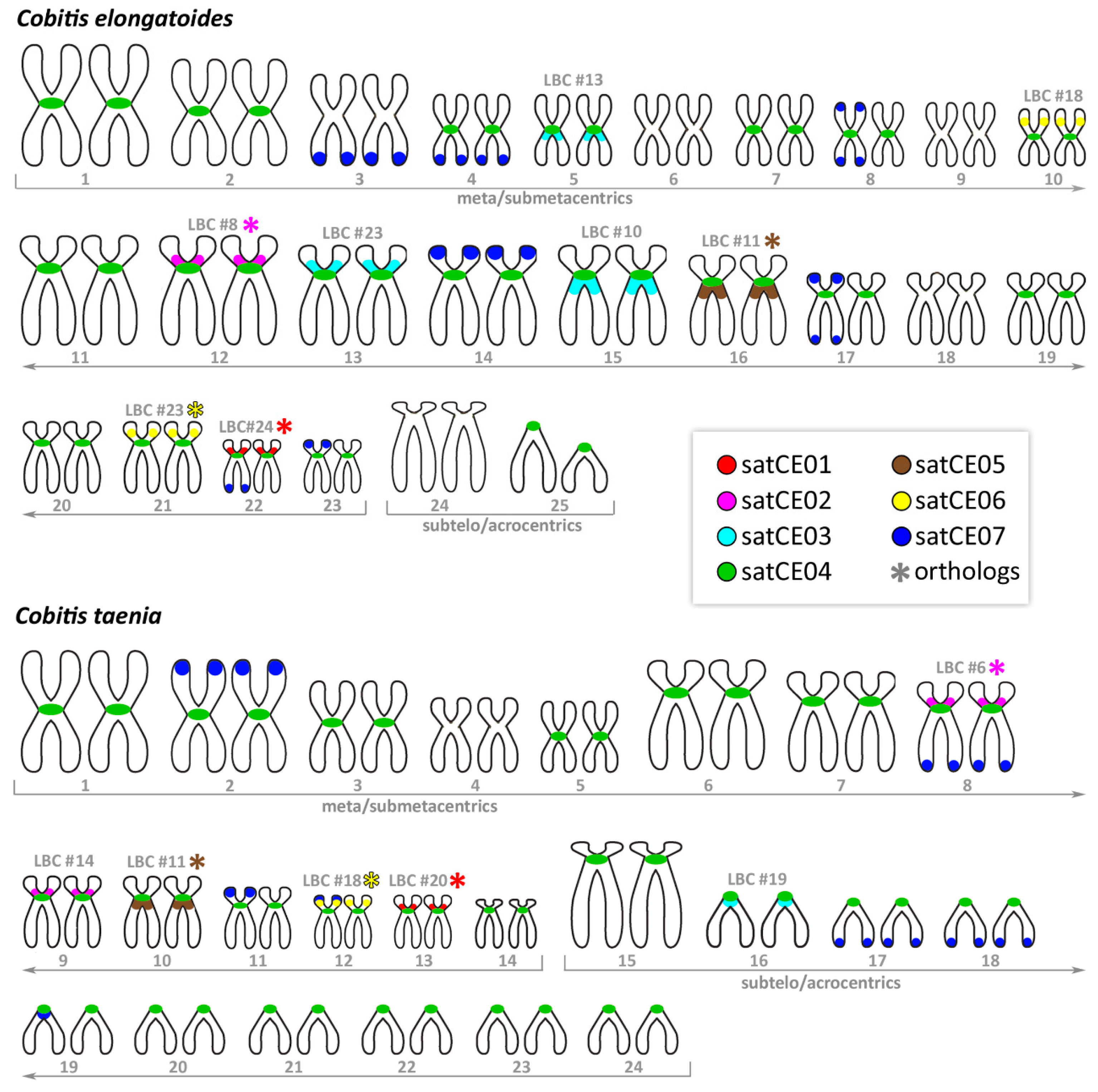 Genes 11 00617 g001 Genes 11 00617 g001