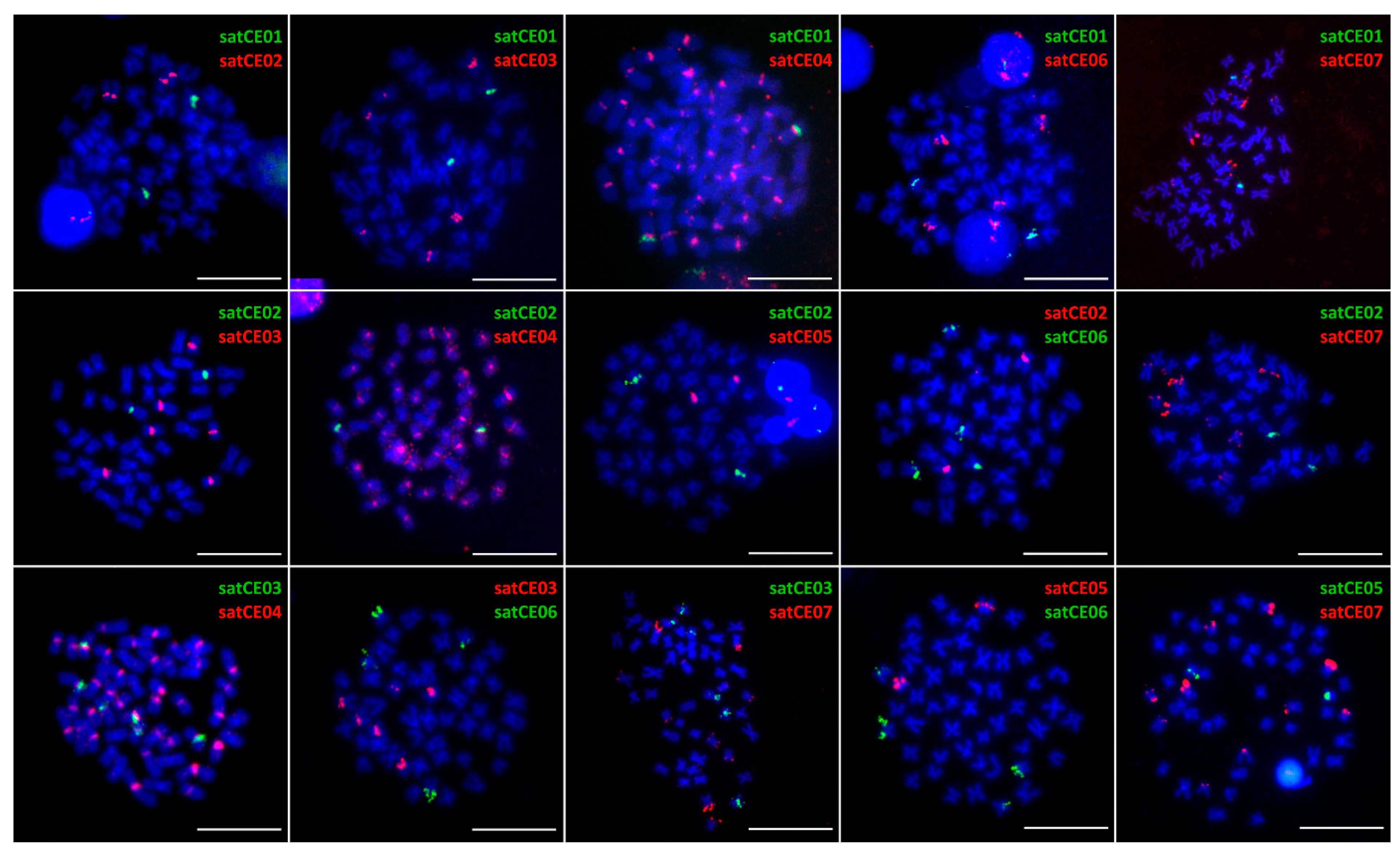 Genes 11 00617 g002 Genes 11 00617 g002